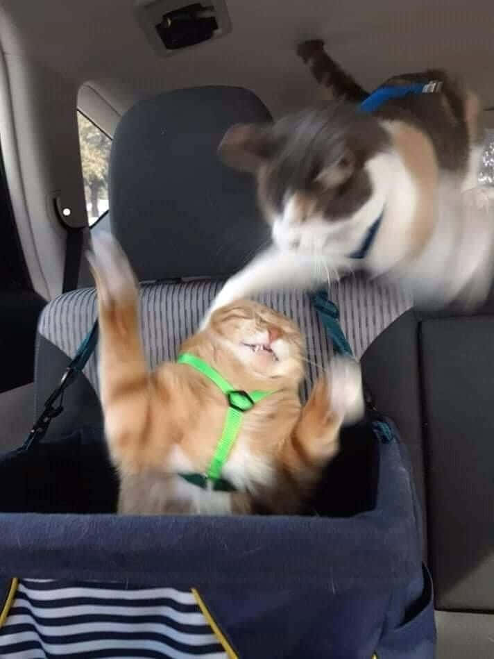 Pet Memes 桌布 壁紙 — 車內有兩隻貓，一隻戴著綠色胸背帶，頑皮地撲向另一隻躺在條紋寵物袋裡大笑的貓。