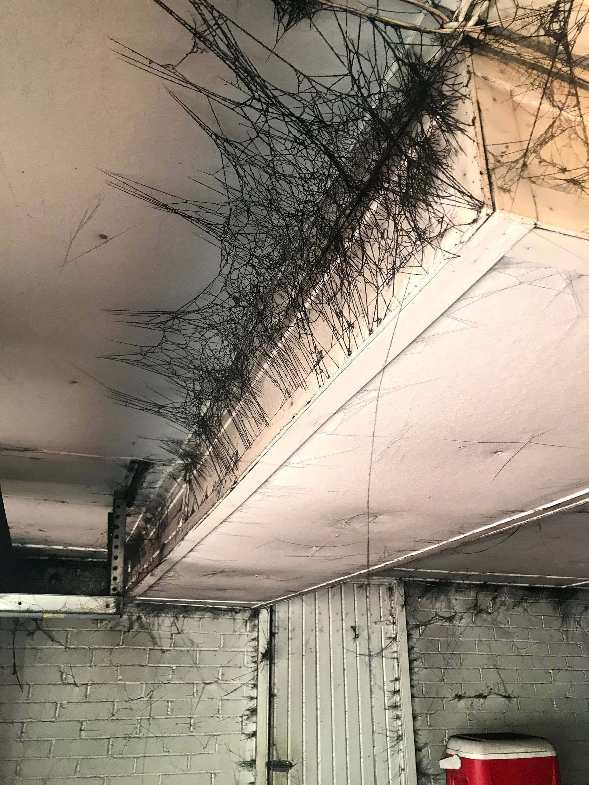 Cobwebs 桌布 壁紙 — 車庫天花板角落的特寫，表面有廣泛的黑色蜘蛛網狀黴菌生長蔓延。