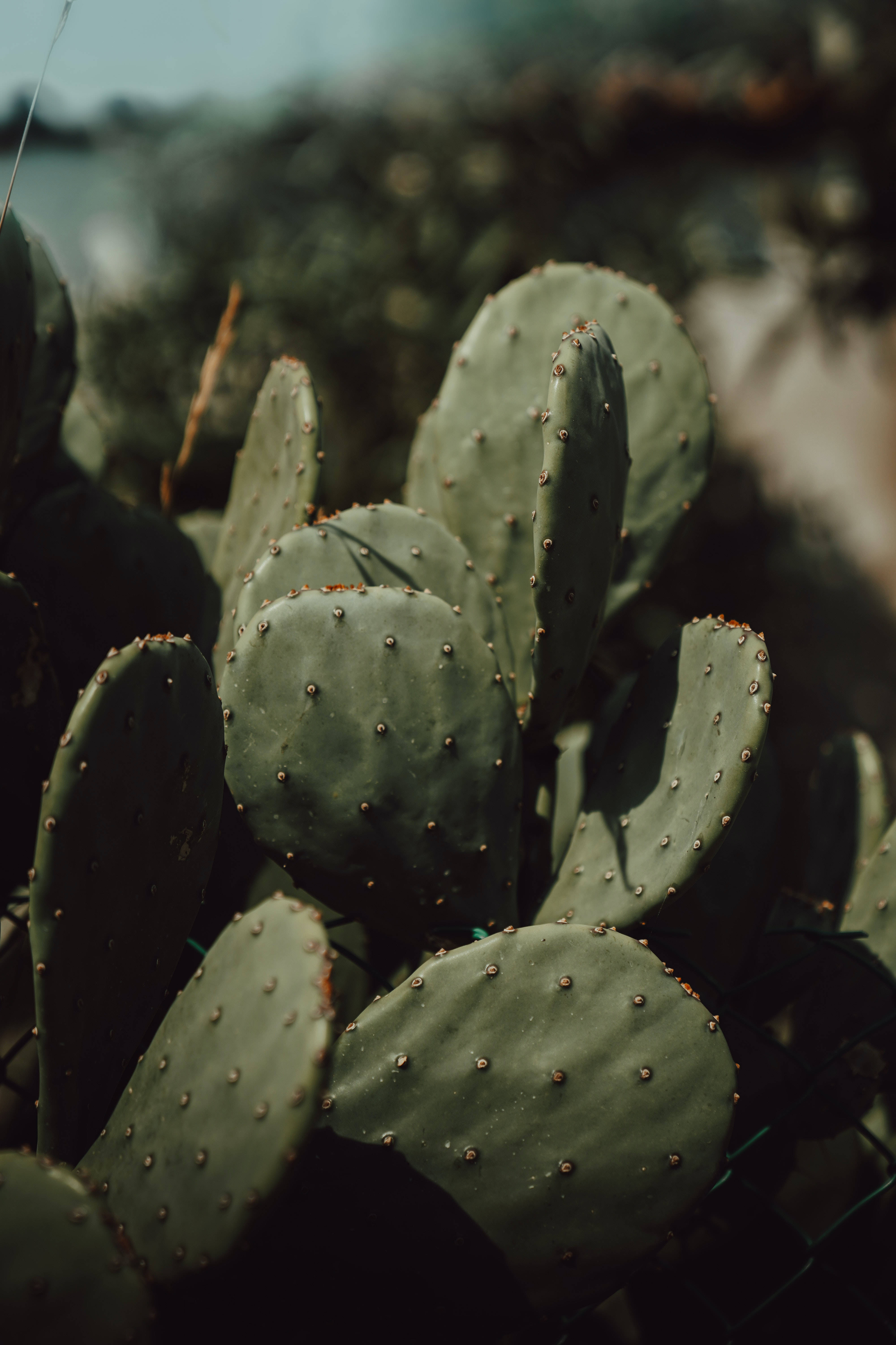 Plant Aesthetic 桌布 壁紙 — 軟自然光下仙人掌果墊的微距特寫，帶有細小尖刺。