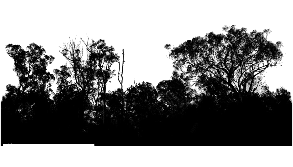 Silhouette Trees 桌布 壁紙 — 輪廓鮮明的樹木帶有錯綜複雜的樹枝，在明亮的白色背景下形成高對比度的自然輪廓。