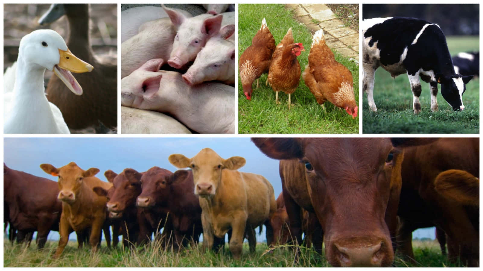 farm animals 桌布 壁紙 — 農場動物的拼貼畫，包括鴨子、小豬、雞、小牛和在綠色田野中吃草的牛。