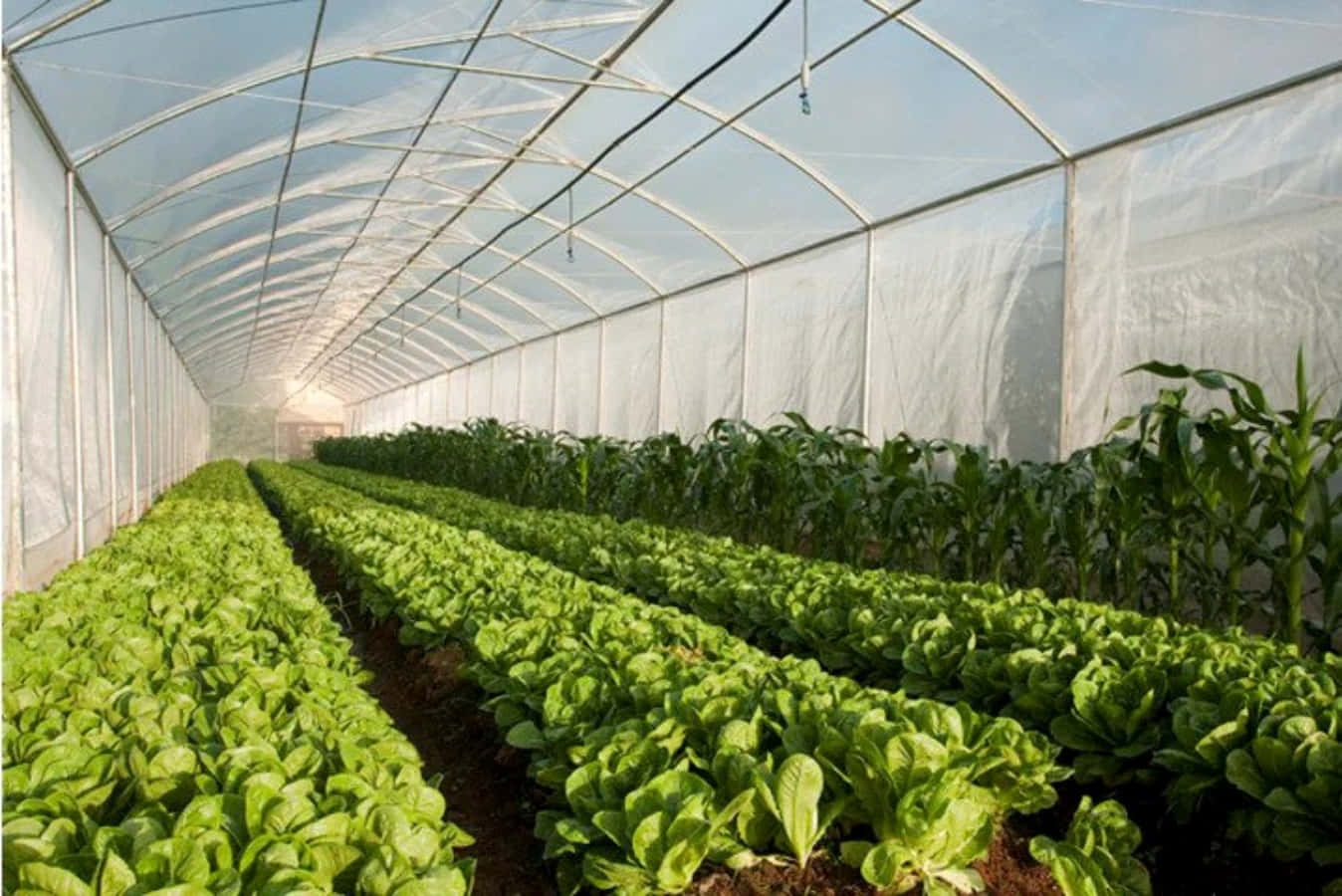 農場圖片 壁紙