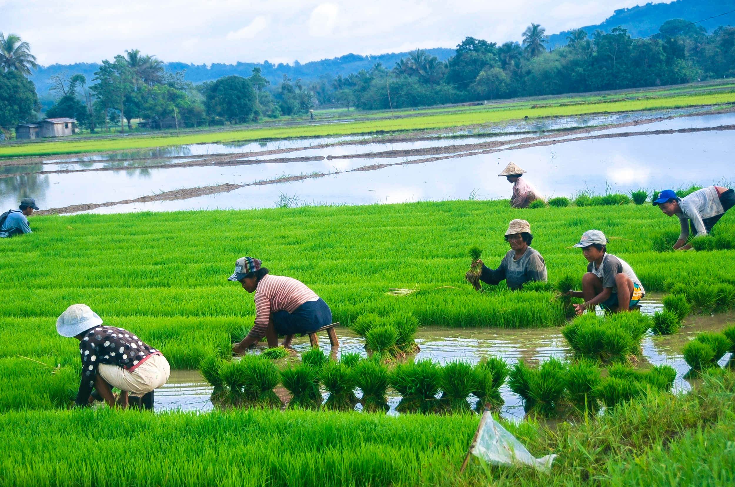 Agriculture 桌布 壁紙 — 農夫在多雲的天空下，遠處有棕櫚樹，在充滿活力的綠色水田中插秧。