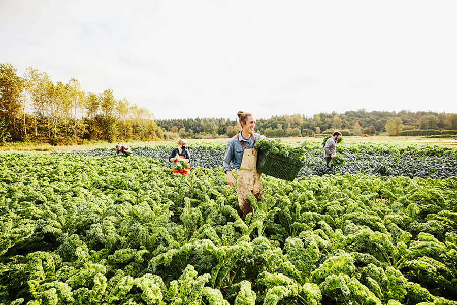 Organic Farming 桌布 壁紙 — 農夫在晴朗的天空下，於廣闊的陽光照射的田野中收穫鮮綠色的羽衣甘藍。