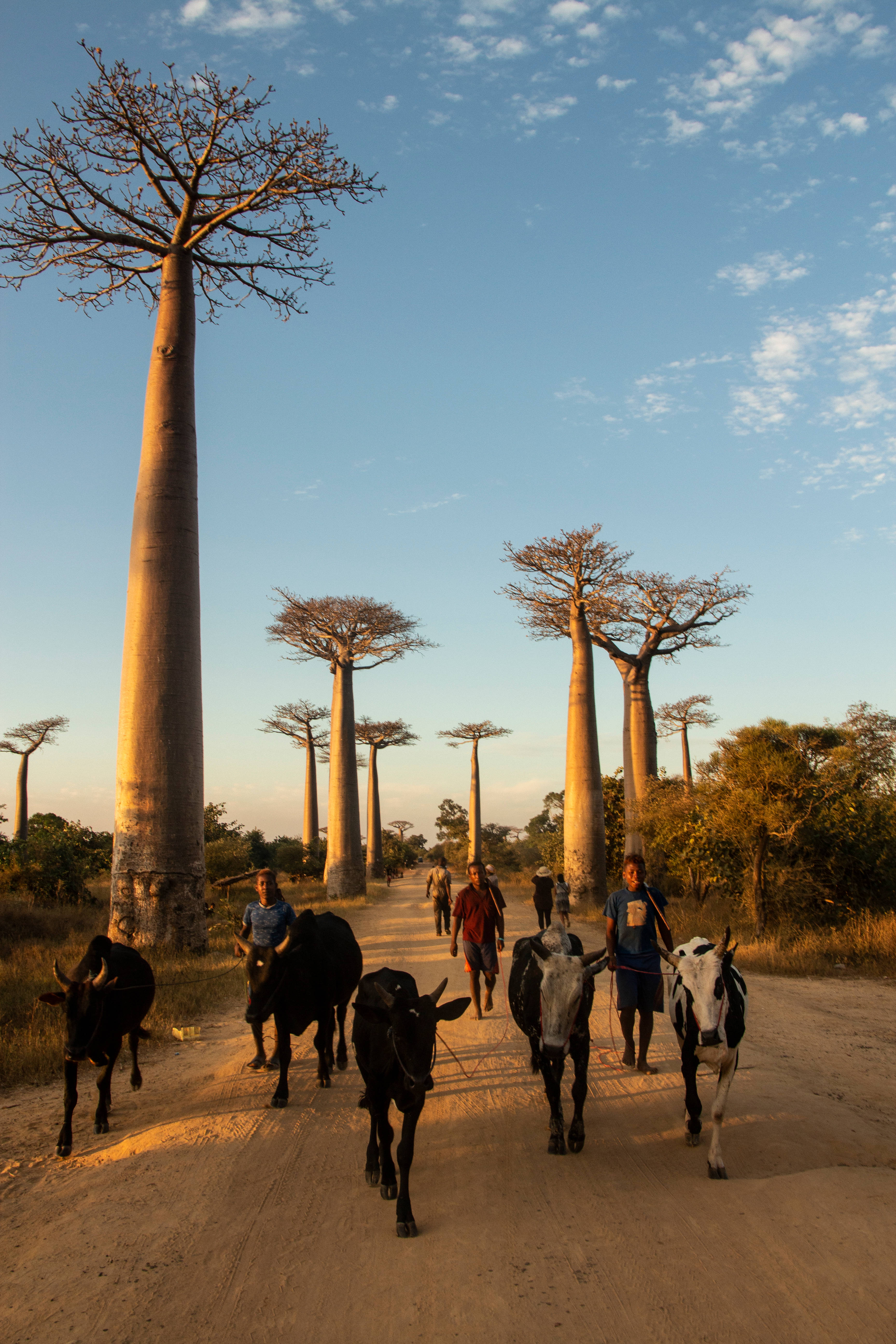 Madagascar 桌布 壁紙 — 農夫帶領牛群沿著塵土飛揚的小路，在馬達加斯加金色時刻高聳的猴麵包樹下行走。