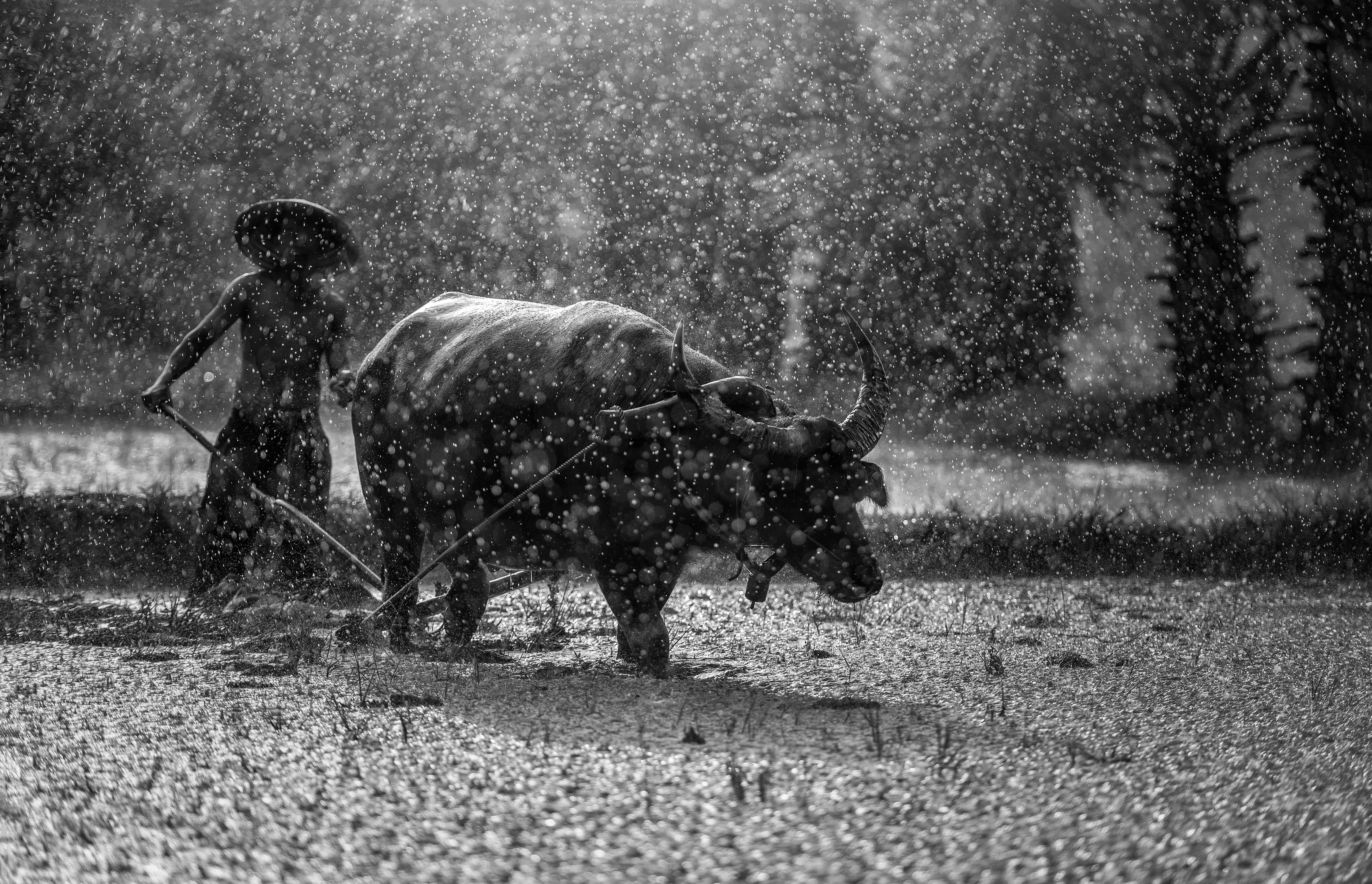水牛 桌布 壁紙 — 農夫引導水牛穿過雨濺的稻田，黑白場景。