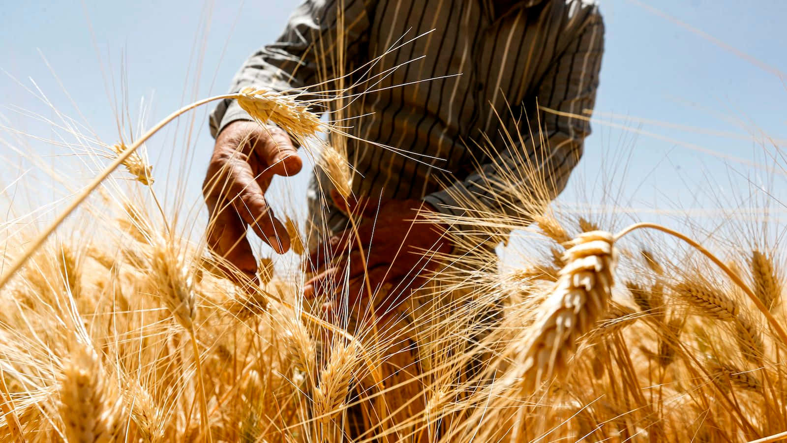 Wheat Harvest 桌布 壁紙 — 農夫的手在晴朗藍天下，於陽光照耀的田野中輕輕觸摸金色麥穗。