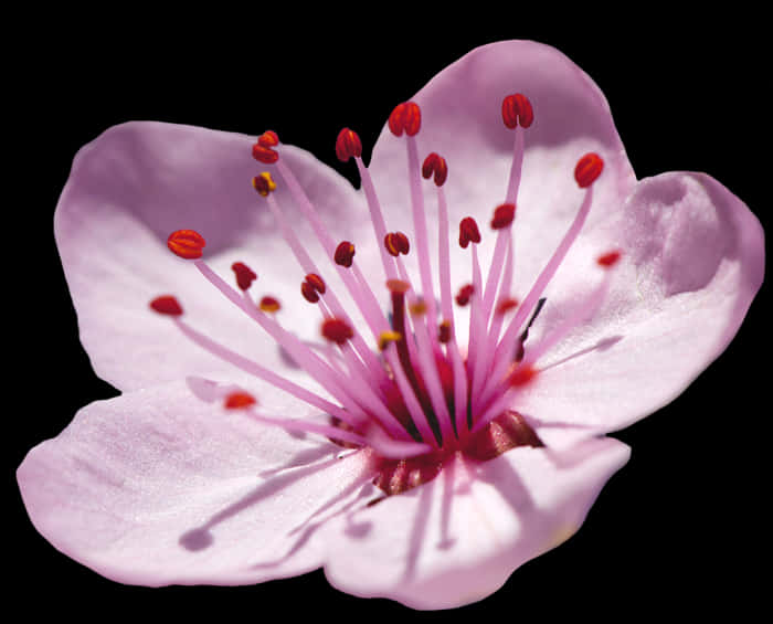 櫻花單花黑底