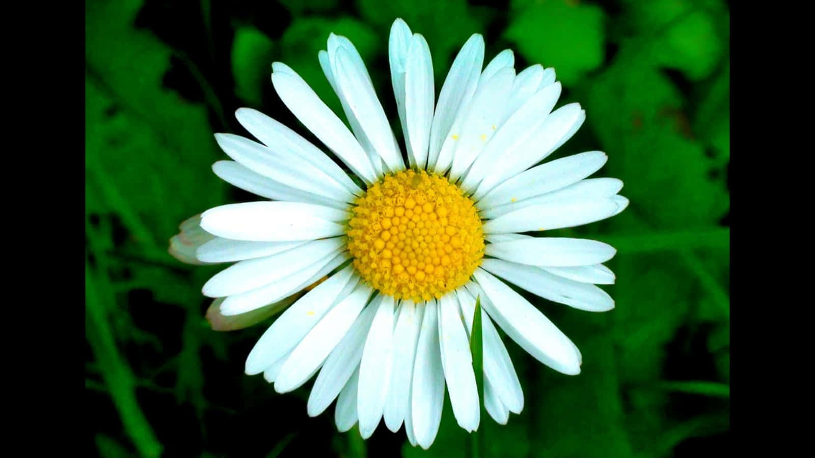 Daisy Flower 桌布 壁紙 — 近距離拍攝一朵充滿活力的雛菊，純白花瓣和亮黃色花心，襯托著茂密的綠葉。