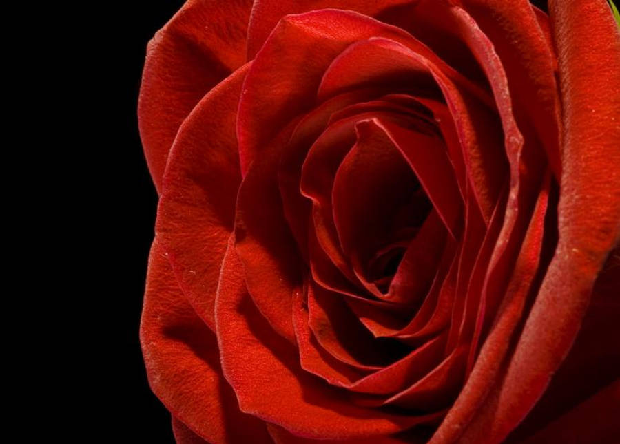 black aesthetic rose 桌布 壁紙 — 近距離拍攝一朵天鵝絨般的紅玫瑰，花瓣層層疊疊，細節豐富，背景為純黑色。