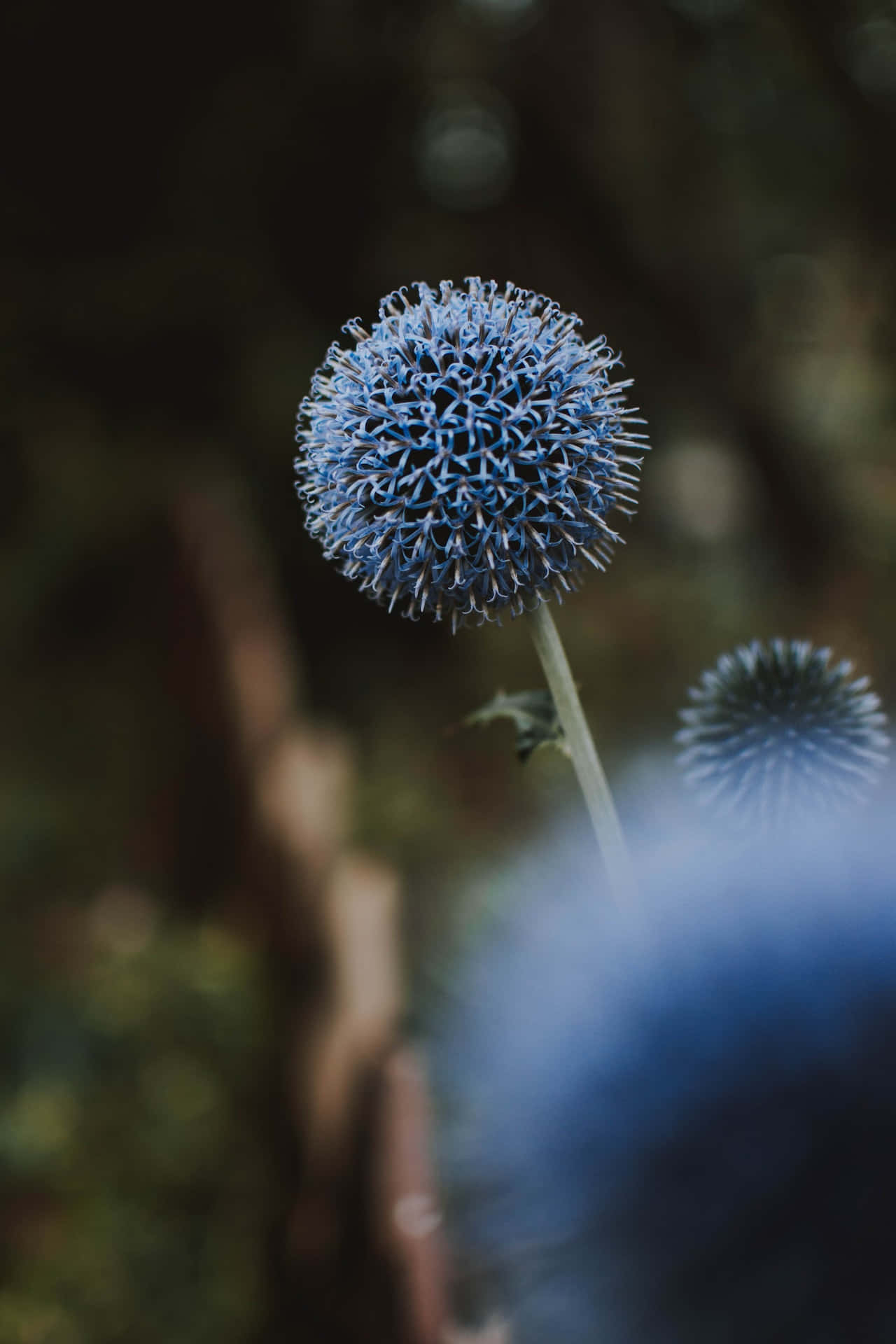 Flowers 桌布 壁紙 — 近距離拍攝一朵帶刺的藍色球狀薊花，高高聳立在柔和模糊的森林背景前。