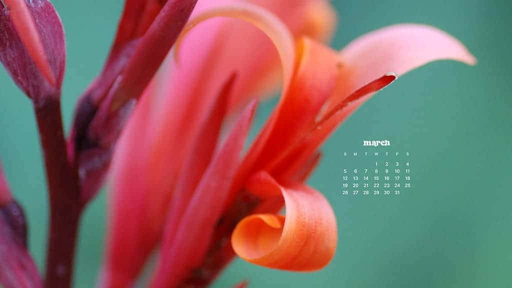 March Desktop 桌布 壁紙 — 近距離拍攝一朵鮮豔的珊瑚色花朵，花瓣捲曲，背景為柔和的青綠色，並帶有三月的日曆。