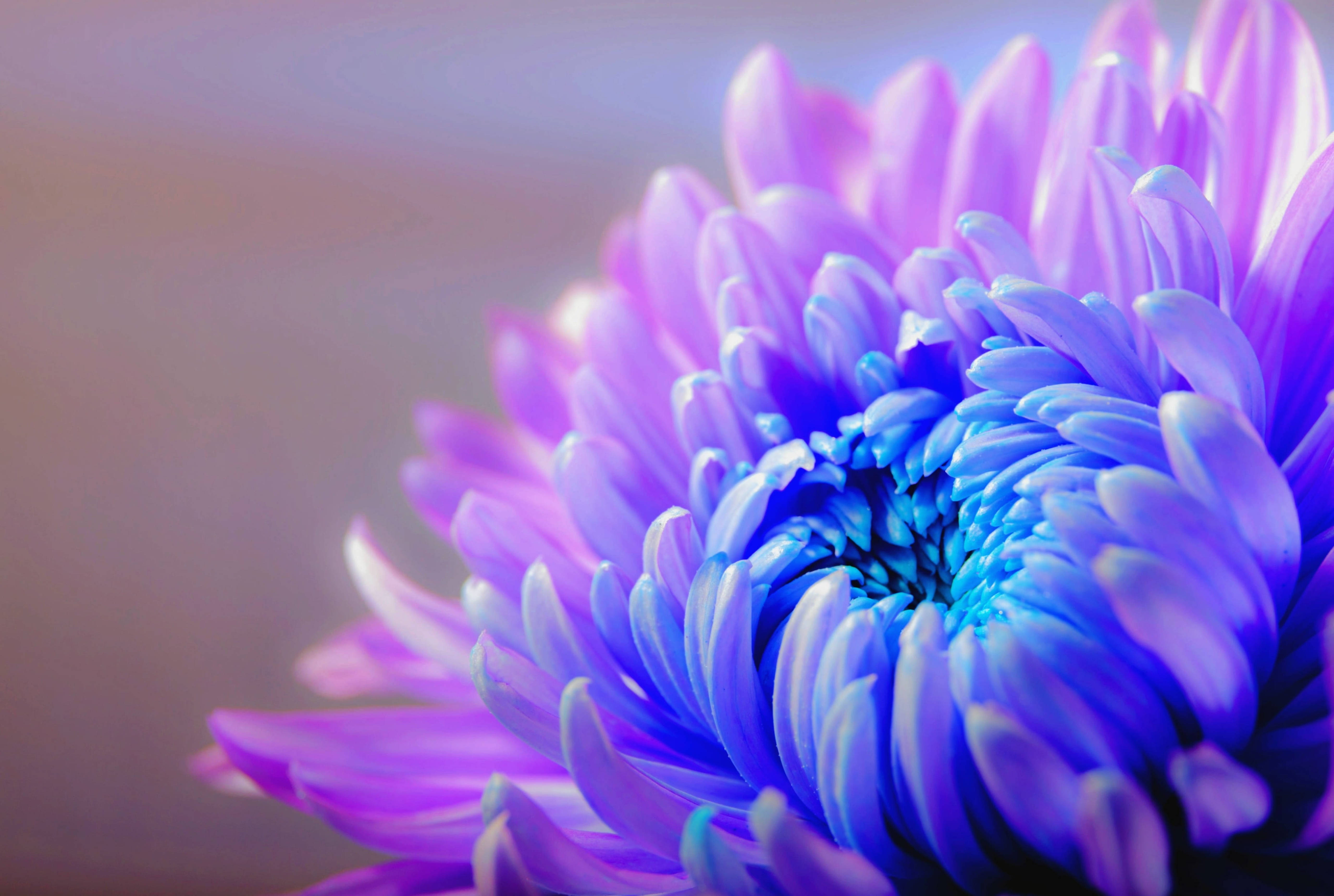 Chrysanthemum 桌布 壁紙 — 近距離拍攝一朵鮮豔的紫藍色菊花，背景柔和模糊。