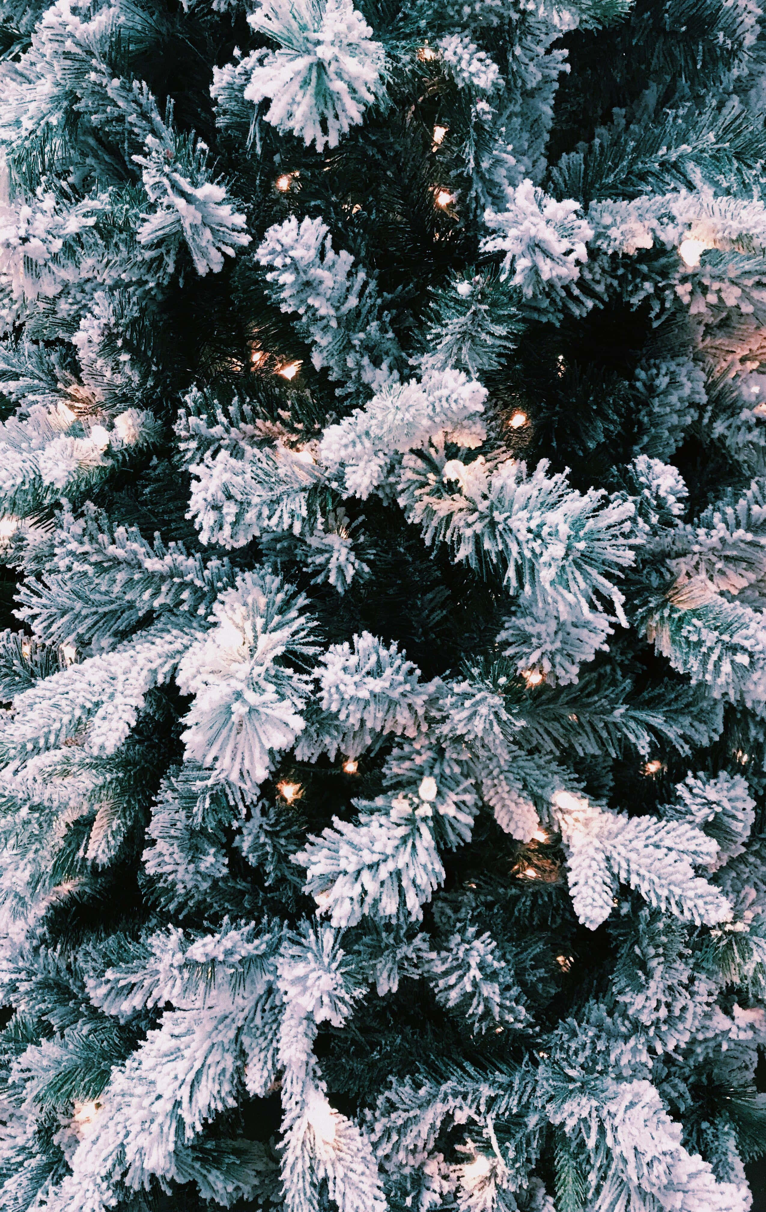 桌布 壁紙 — 近距離拍攝一棵被雪覆蓋的常青樹，溫暖的仙女燈透過樹枝閃爍。