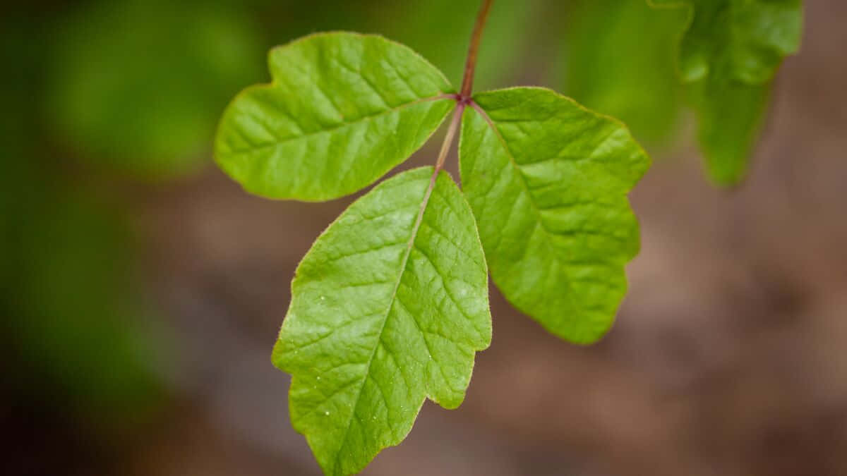 Green Leaves 桌布 壁紙 — 近距離拍攝一片鮮綠色毒藤葉，具有三個明顯的裂片，背景是柔和模糊的森林。