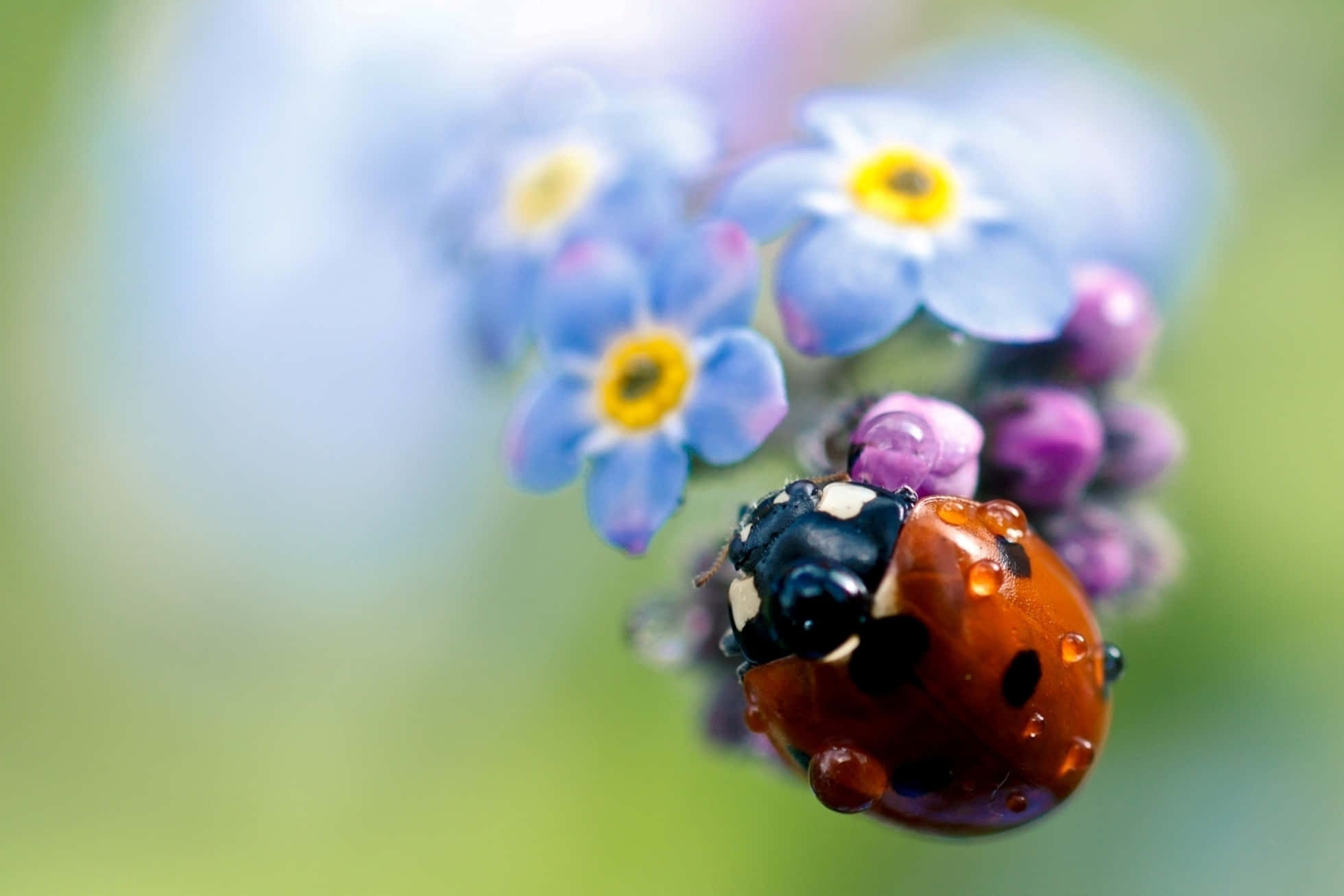 ladybug 桌布 壁紙 — 近距離拍攝一隻帶有露珠的瓢蟲，棲息在帶有紫色花蕾的藍色勿忘我花上。