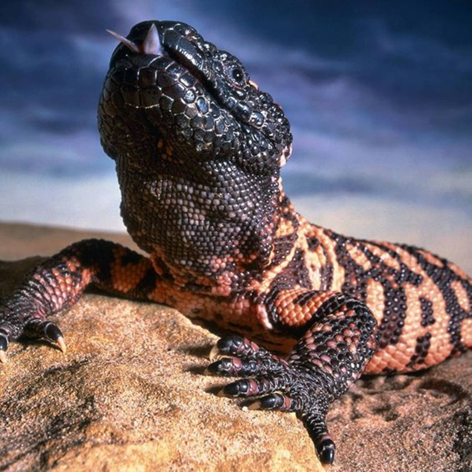 lizard 桌布 壁紙 — 近距離拍攝一隻帶有黑色和橙色圖案的吉拉怪物蜥蜴，在陽光照射的岩石上休息，天空多雲。