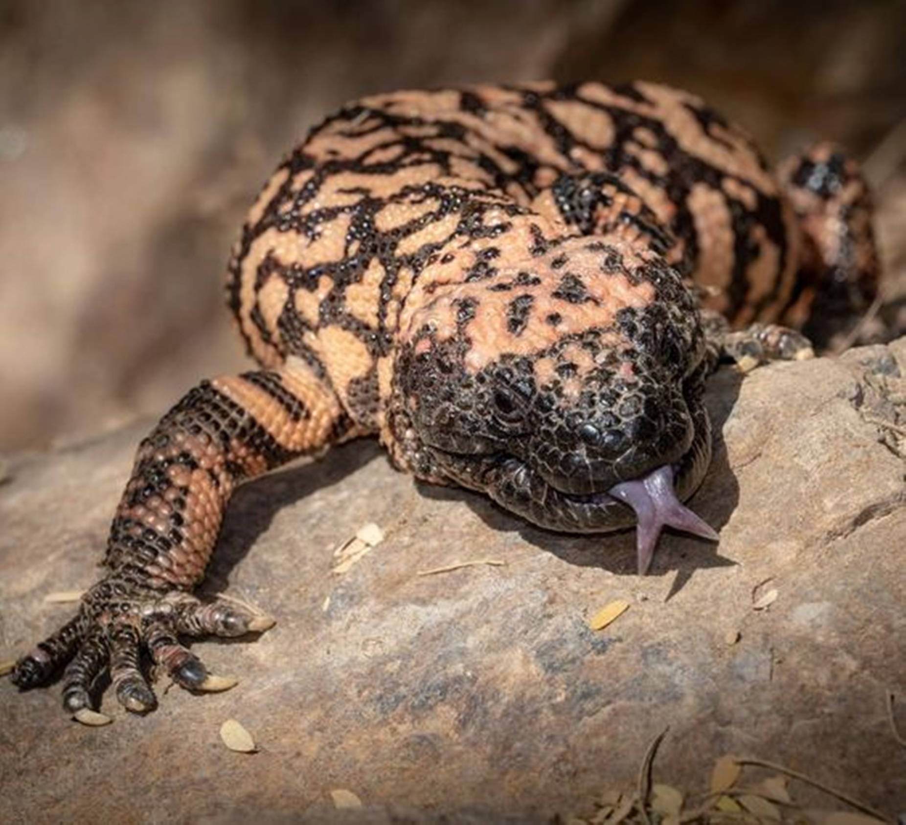 lizard 桌布 壁紙 — 近距離拍攝一隻帶有黑色和橙色圖案的吉拉怪獸蜥蜴，在陽光普照的岩石上休息，分叉的舌頭伸出來。