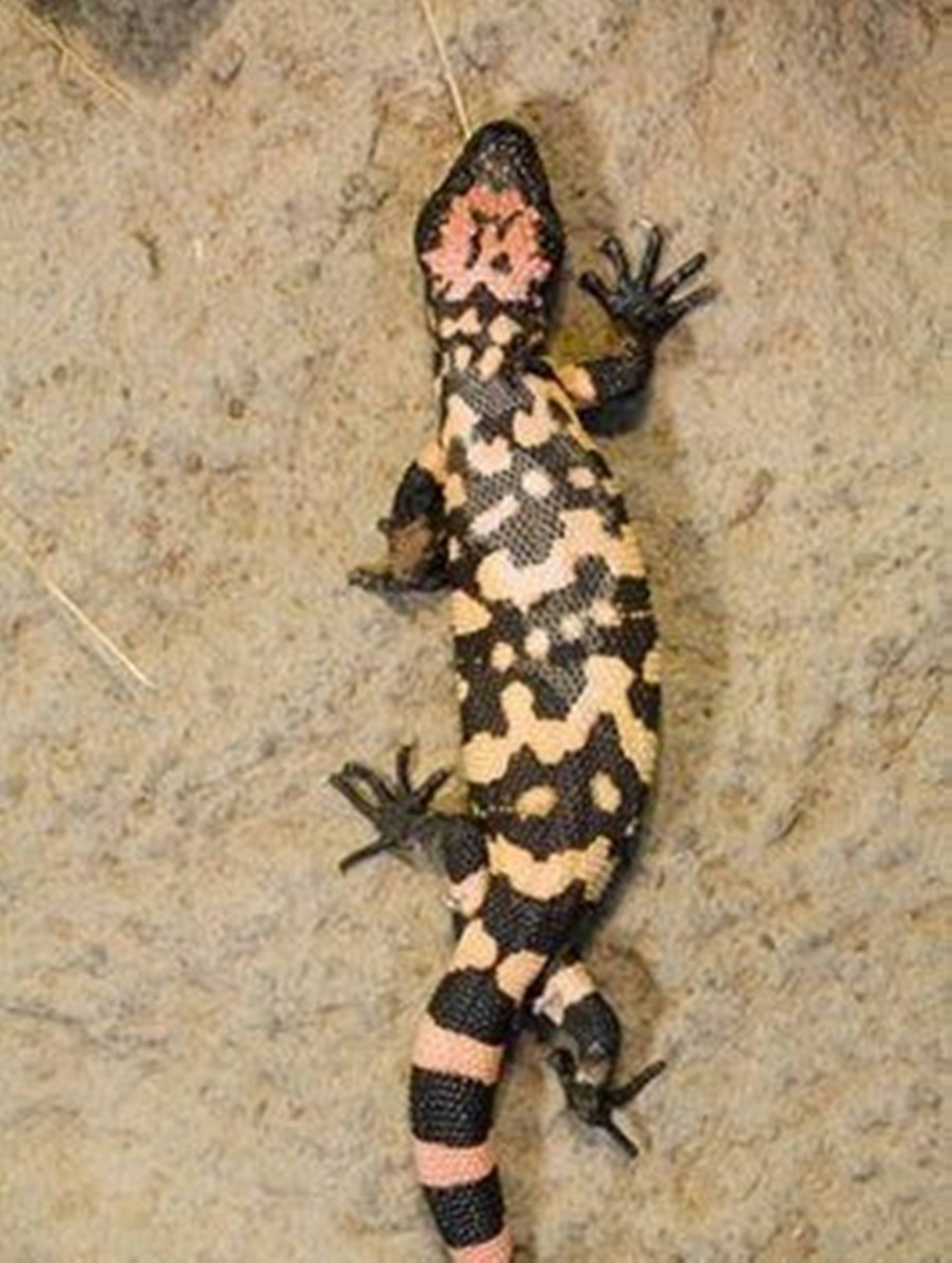 reptile 桌布 壁紙 — 近距離拍攝一隻帶有黑色和粉橙色圖案的吉拉怪物蜥蜴在沙地上爬行。