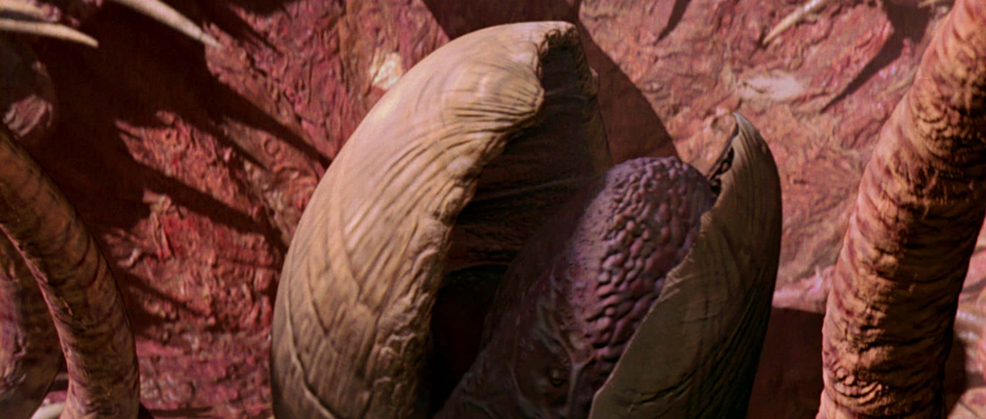 The Sarlacc Pit 桌布 壁紙 — 近距離拍攝一隻怪異的外星生物，擁有紋理皮膚和肉質附肢，從偏紅色的岩石中冒出。