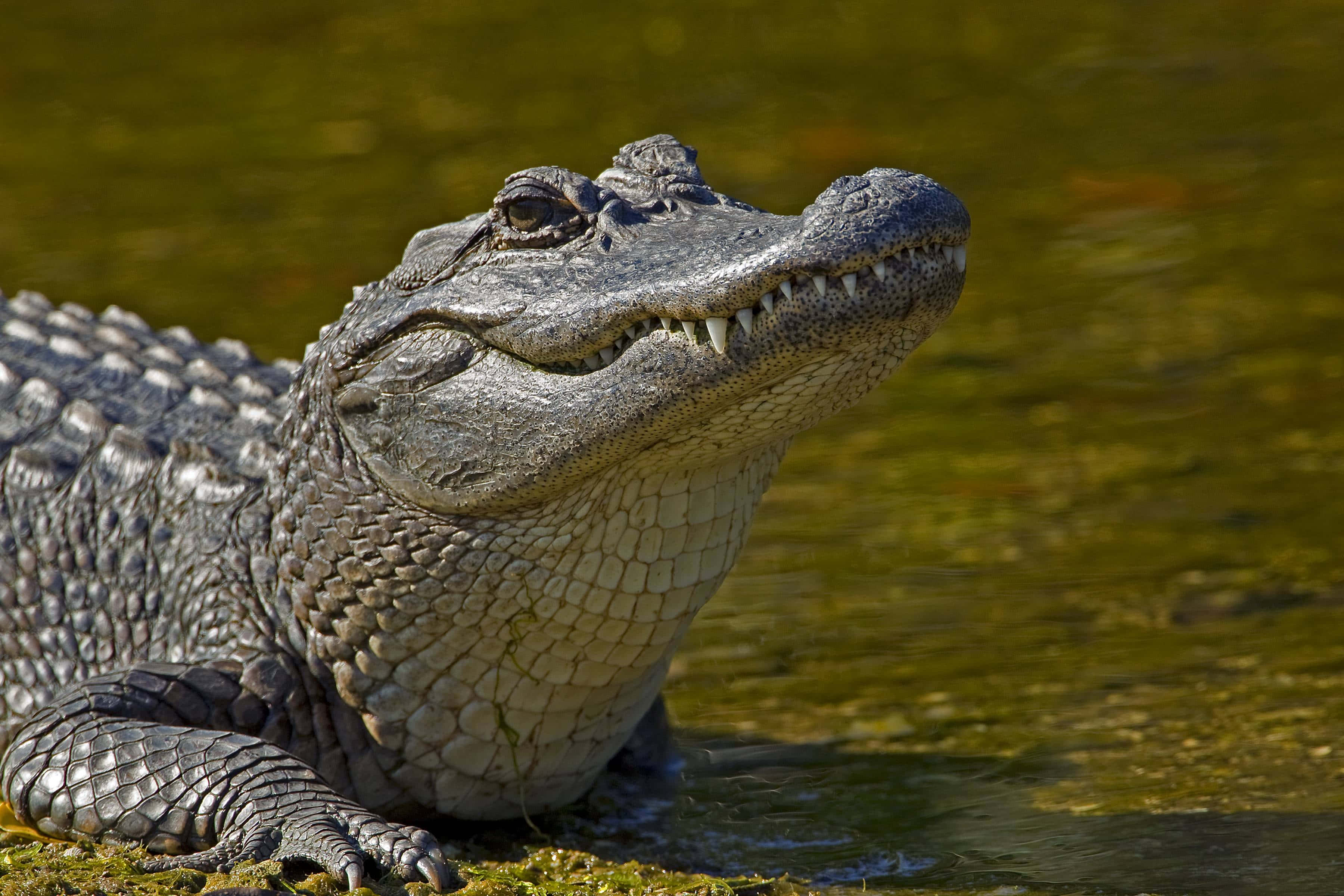 Alligator 桌布 壁紙 — 近距離拍攝一隻有紋理鱗片和鋒利牙齒的短吻鱷從渾濁的綠色水中浮現。