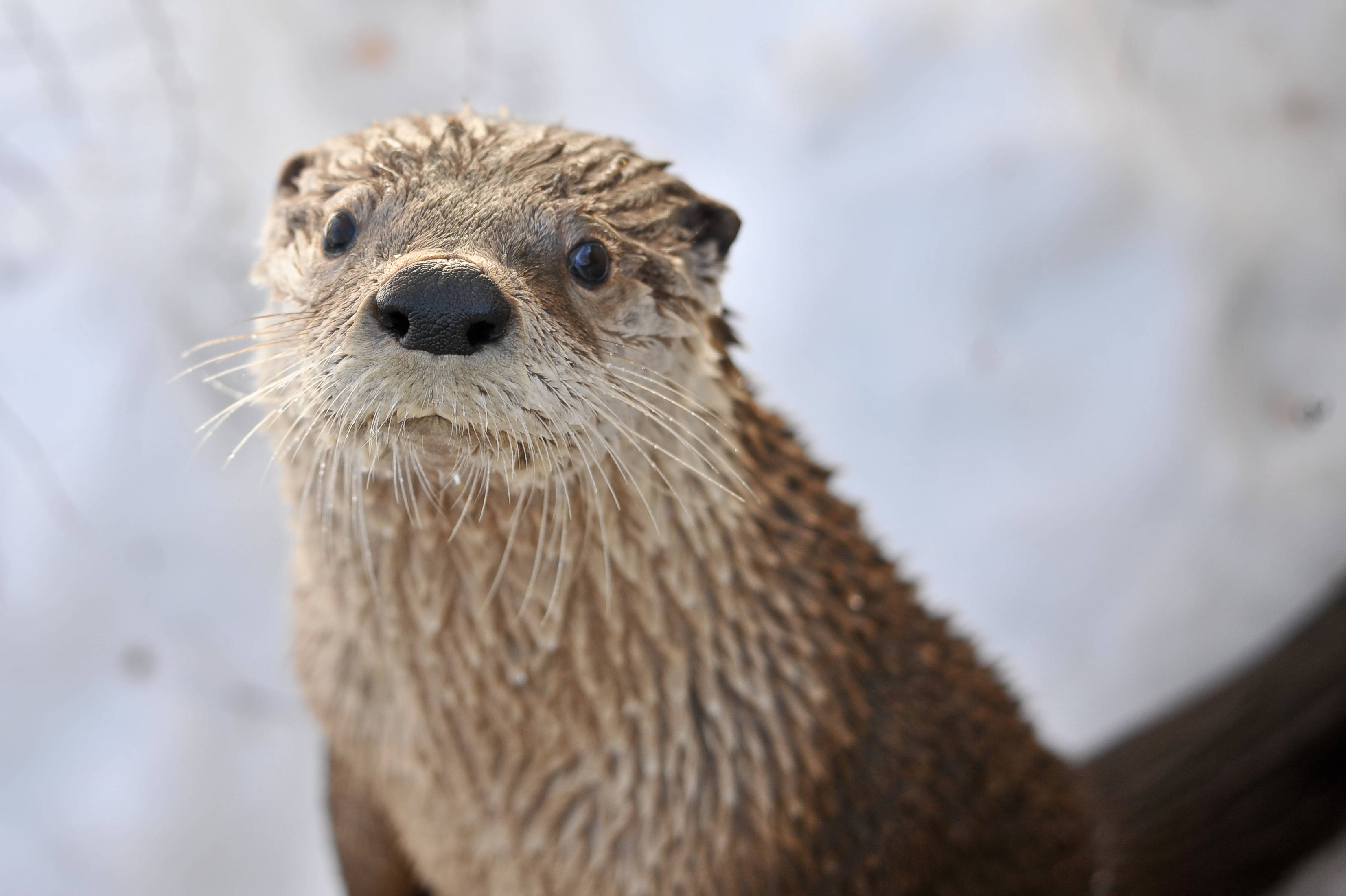 Otter 桌布 壁紙 — 近距離拍攝一隻濕漉漉、有鬍鬚的水獺，在雪景背景下向上凝視。