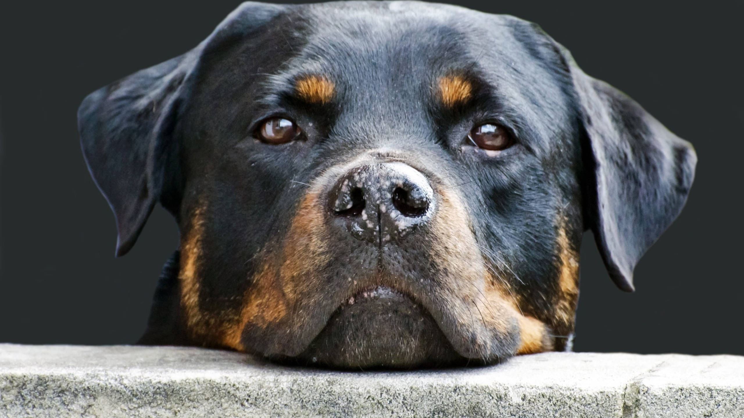 羅威那犬 桌布 壁紙 — 近距離拍攝一隻羅威那冷靜的臉龐，擱在石檯上，背景深色。