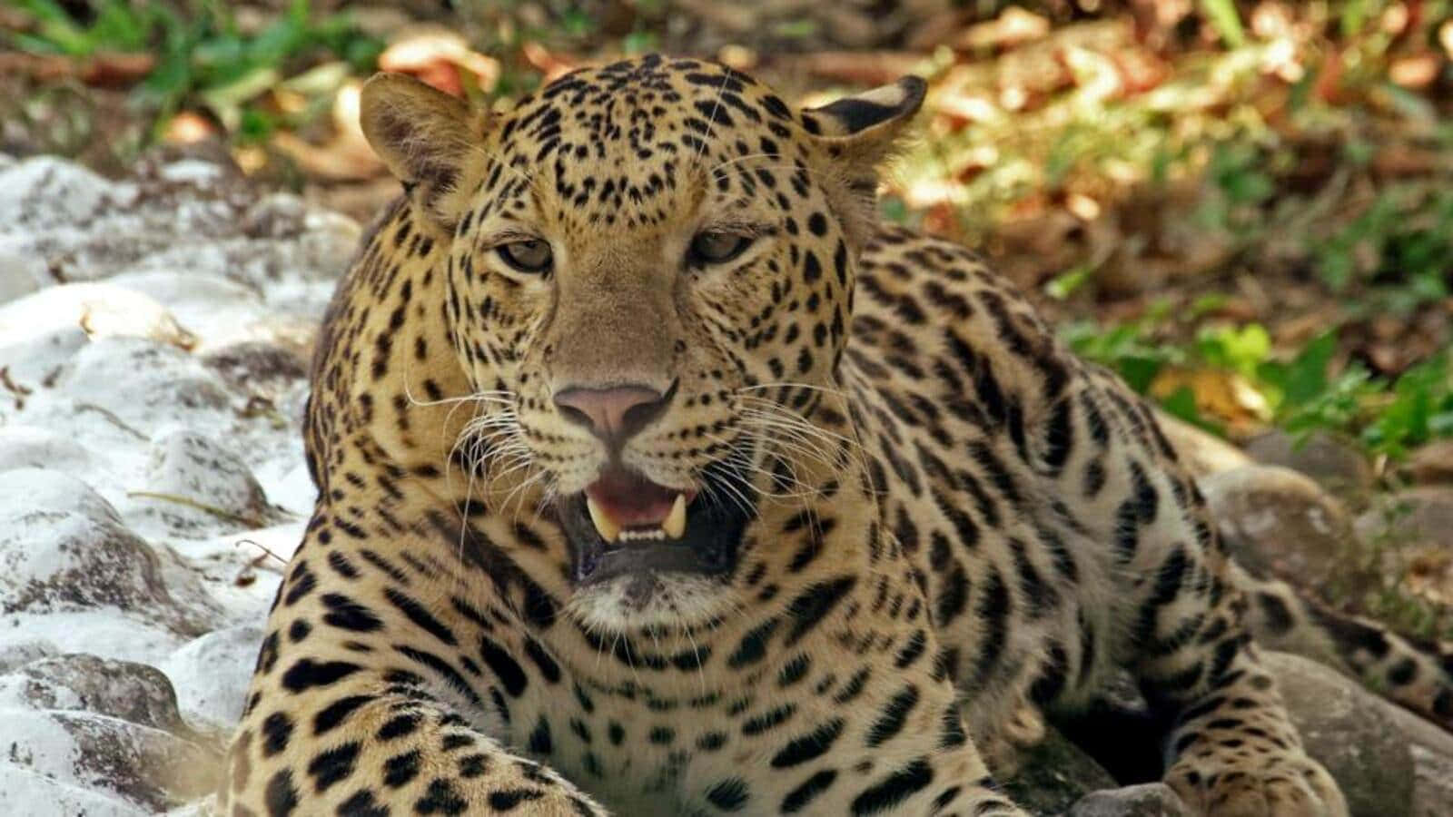 Leopard 桌布 壁紙 — 近距離拍攝一隻豹在岩石上休息，嘴巴微微張開露出鋒利的牙齒。