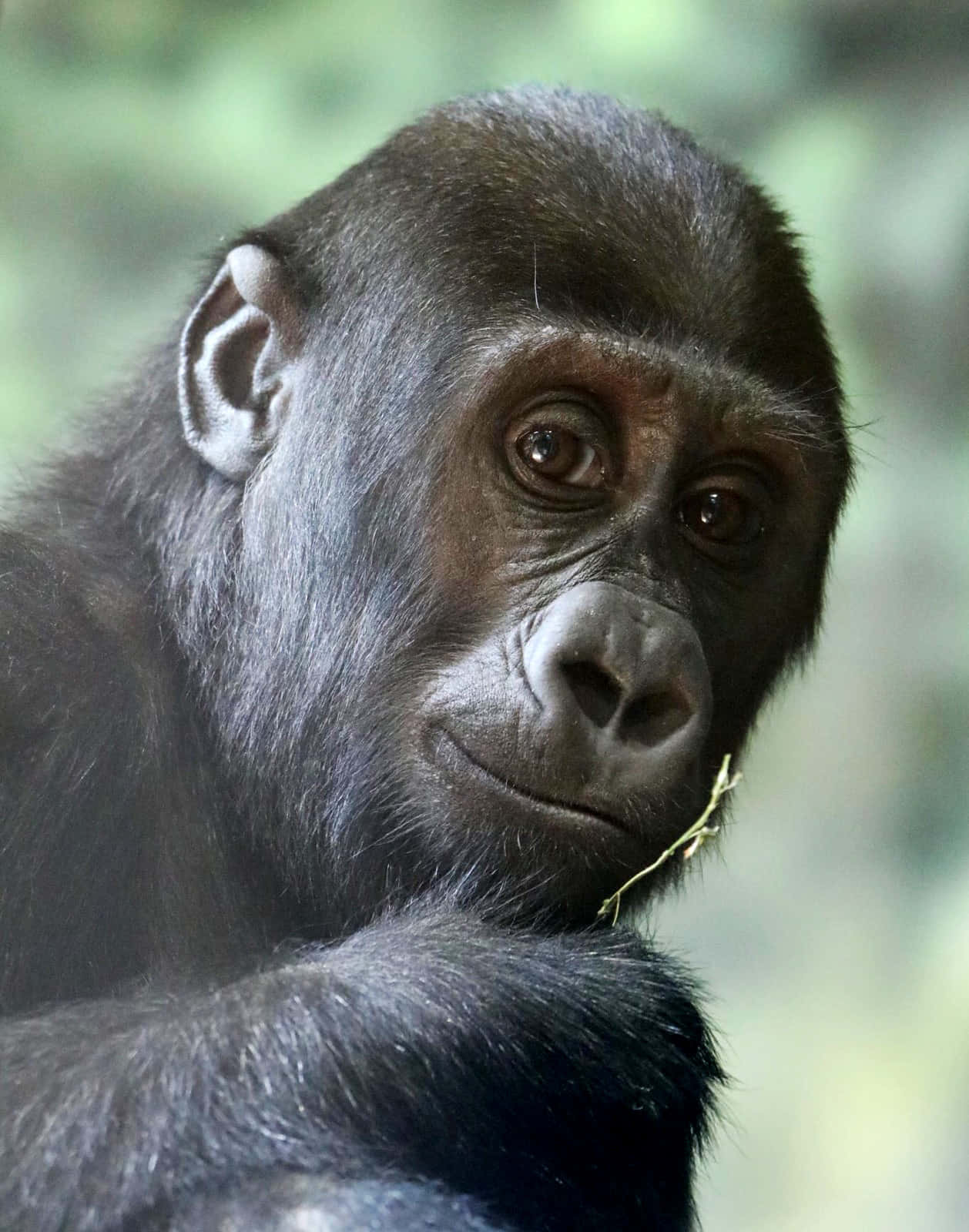 Gorilla 桌布 壁紙 — 近距離拍攝一隻黑毛大猩猩，眼神若有所思，手持樹枝，背景是模糊的綠色。