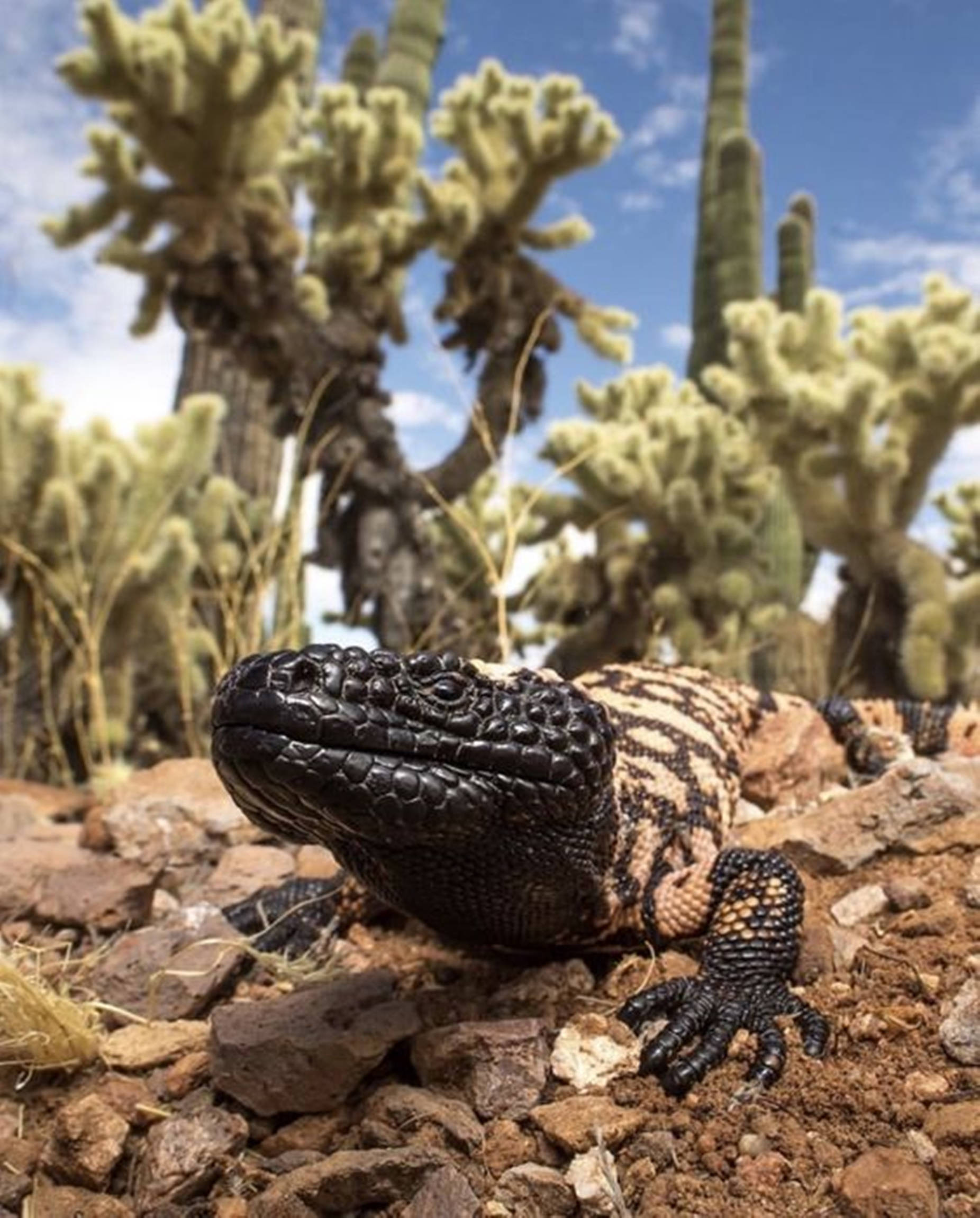 Cactus 桌布 壁紙 — 近距離拍攝一隻黑褐色吉拉怪獸在岩石沙漠地面上休息，背景有仙人掌和藍天。