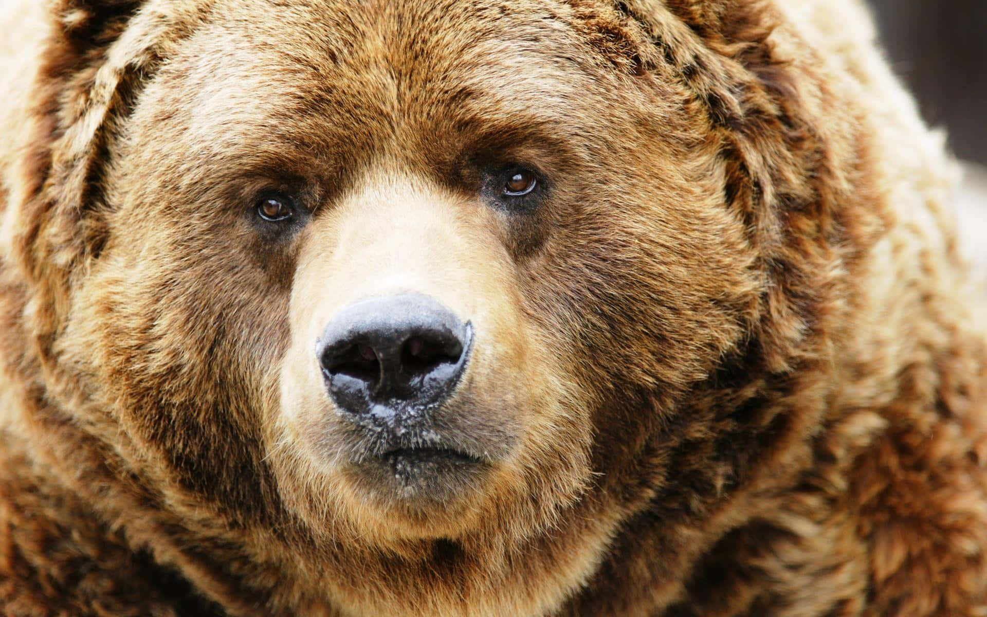 Brown Bear 桌布 壁紙 — 近距離拍攝一頭巨大棕熊的強烈眼神，毛髮濃密，眼睛深邃。