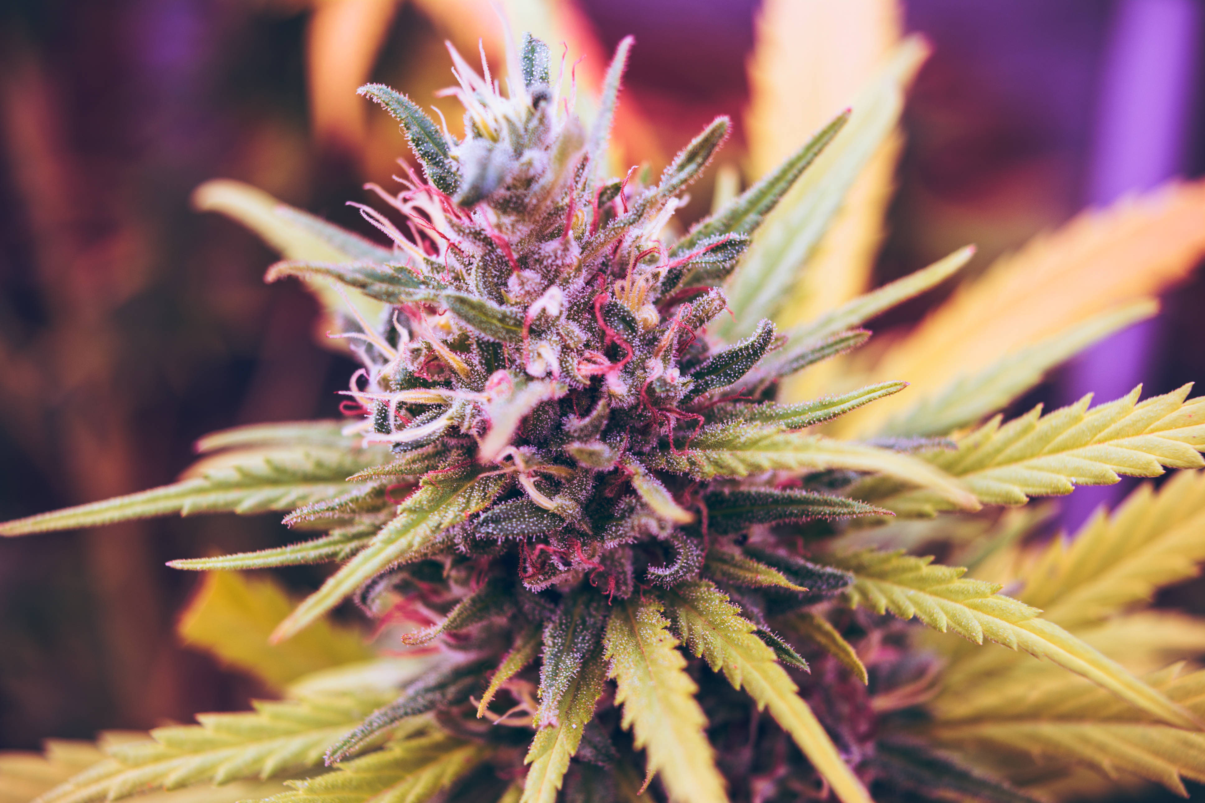 大麻 桌布 壁紙 — 近距離拍攝充滿活力的大麻花蕾，帶有紫色雌蕊和鋸齒狀綠葉，背景模糊色彩繽紛。