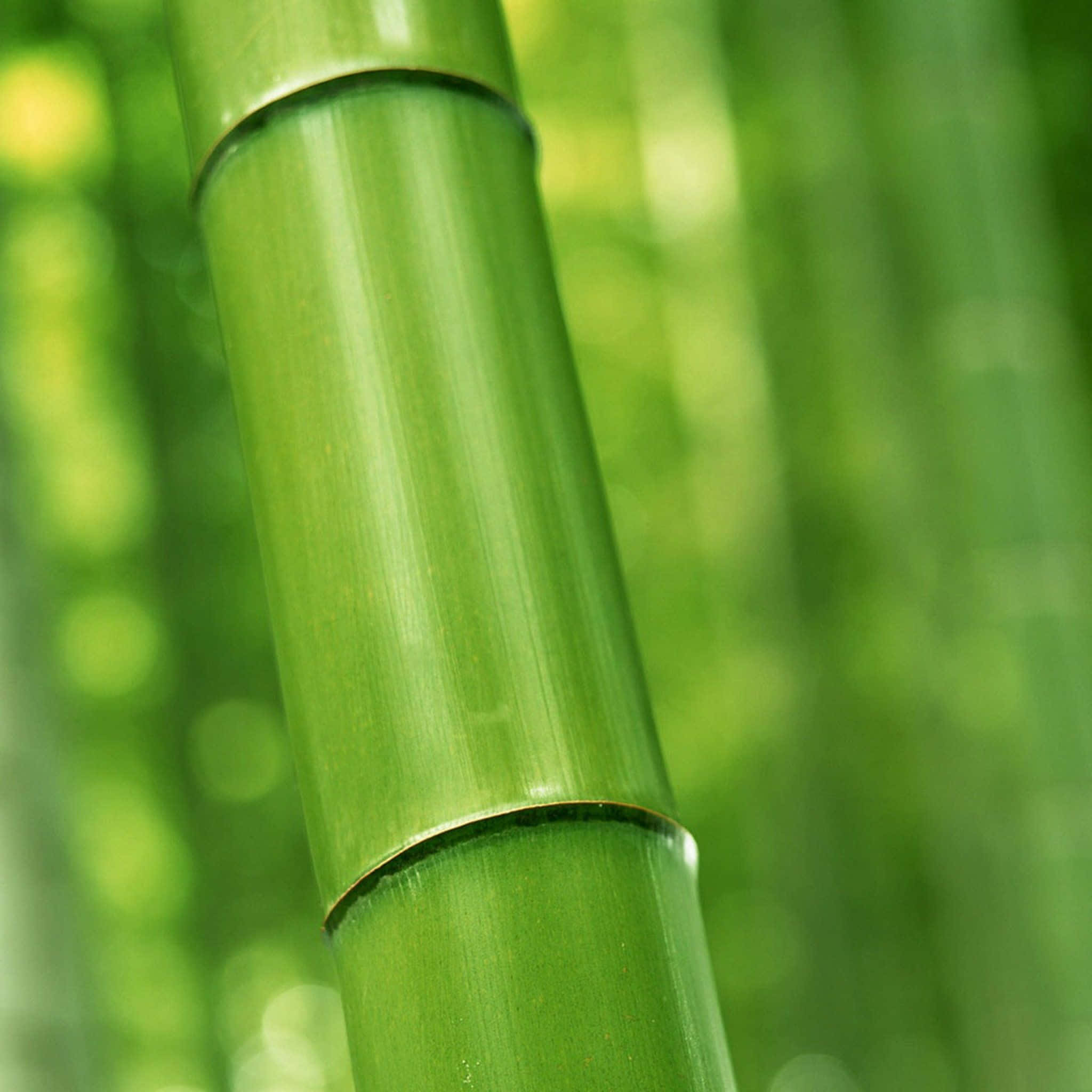 Bamboo HD 桌布 壁紙 — 近距離拍攝充滿活力的綠色竹莖，帶有光滑的竹節和柔和散景背景。