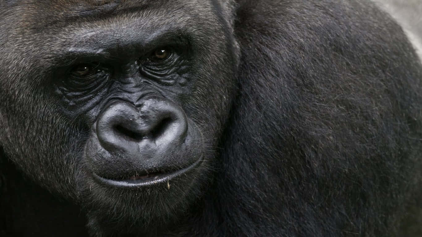 1366x768 Gorilla 桌布 壁紙 — 近距離拍攝大猩猩強烈的臉部，深陷的眼睛和質感豐富的黑色毛髮，在柔和自然光下。