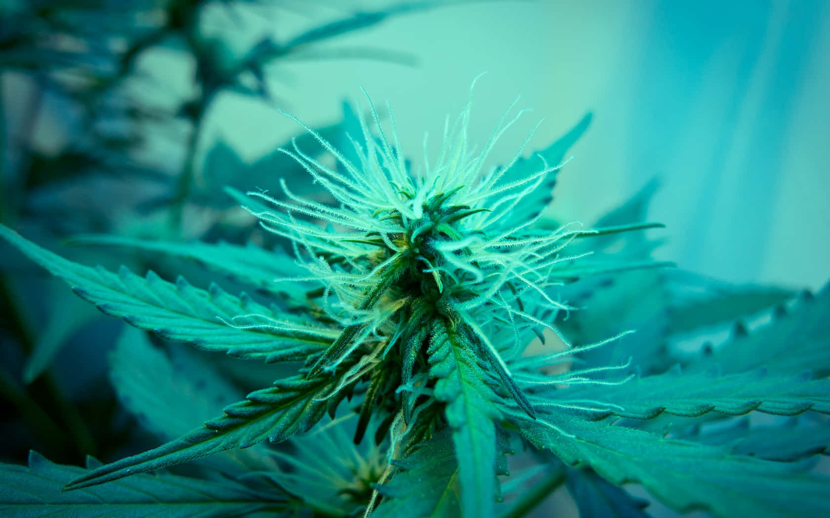 迷幻 桌布 壁紙 — 近距離拍攝大麻花蕾，細毛在冷調藍綠光下發光，背景是模糊的葉子。
