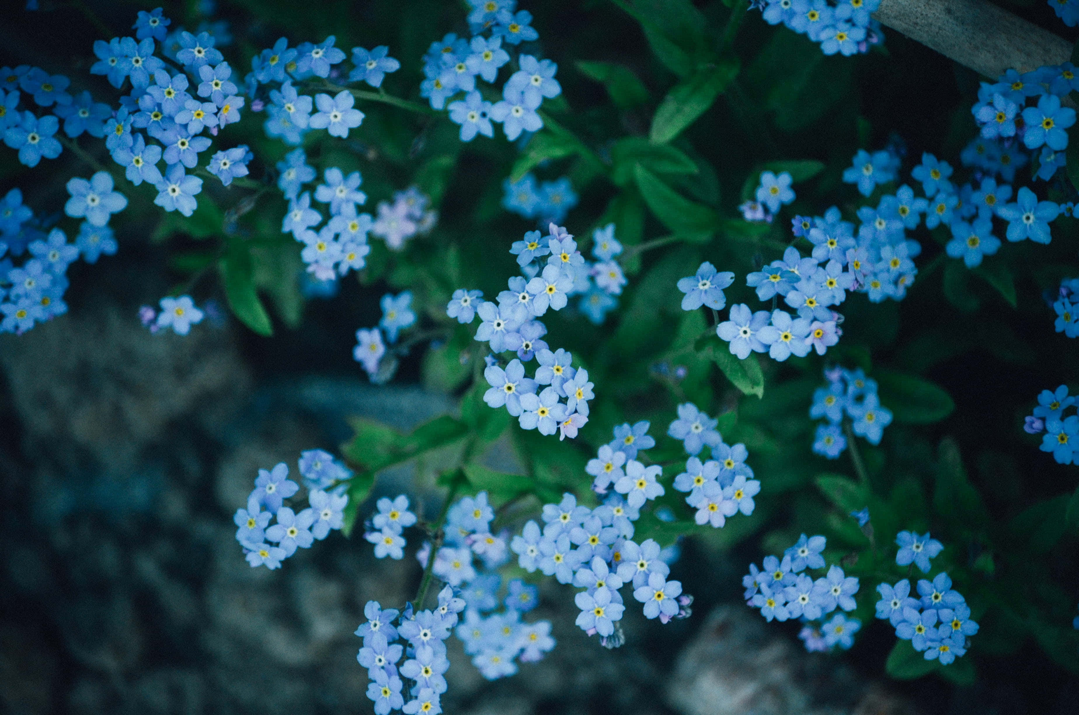 Summer Flowers 桌布 壁紙 — 近距離拍攝嬌嫩的藍色勿忘我花朵，黃色花心，藏在茂密的綠葉之中。
