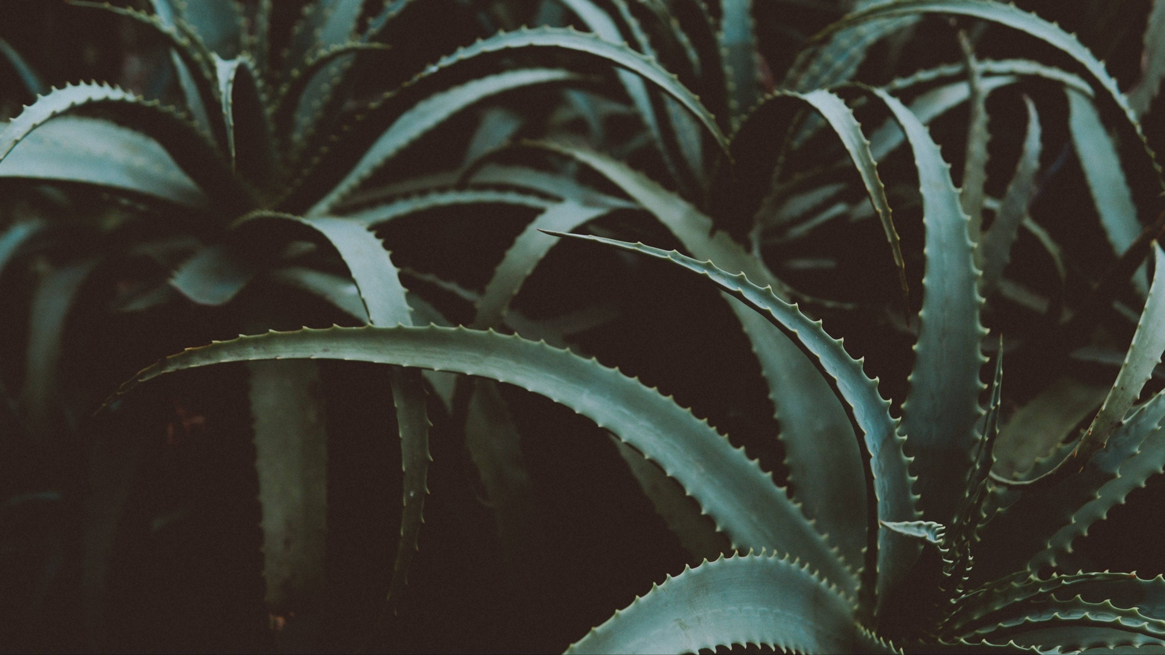 Plant Aesthetic 桌布 壁紙 — 近距離拍攝帶有鋸齒邊緣的多刺多肉植物葉片，在陰鬱的青色燈光下閃耀。