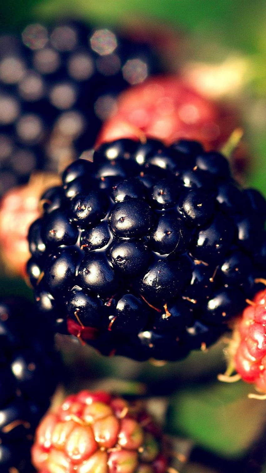 Berry 桌布 壁紙 — 近距離拍攝帶有露珠的光澤黑莓，周圍是模糊的紅色和綠色漿果。