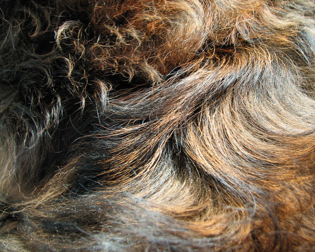 Animal Fur 桌布 壁紙 — 近距離拍攝捲曲狗毛，帶有豐富的棕色、黑色和金色亮點，捕捉柔和光線。