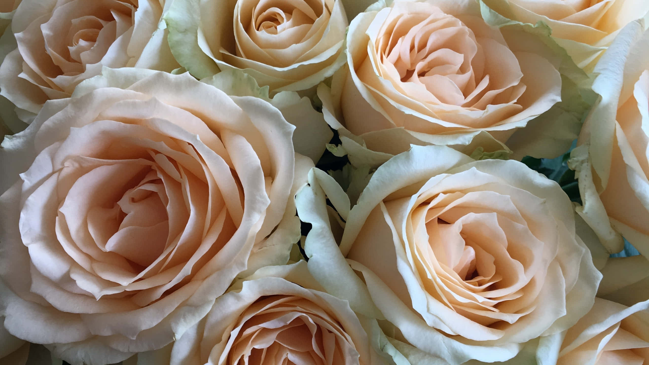 Roses 桌布 壁紙 — 近距離拍攝柔和的蜜桃色和奶油色玫瑰，帶有精緻層疊花瓣和微妙的綠葉。