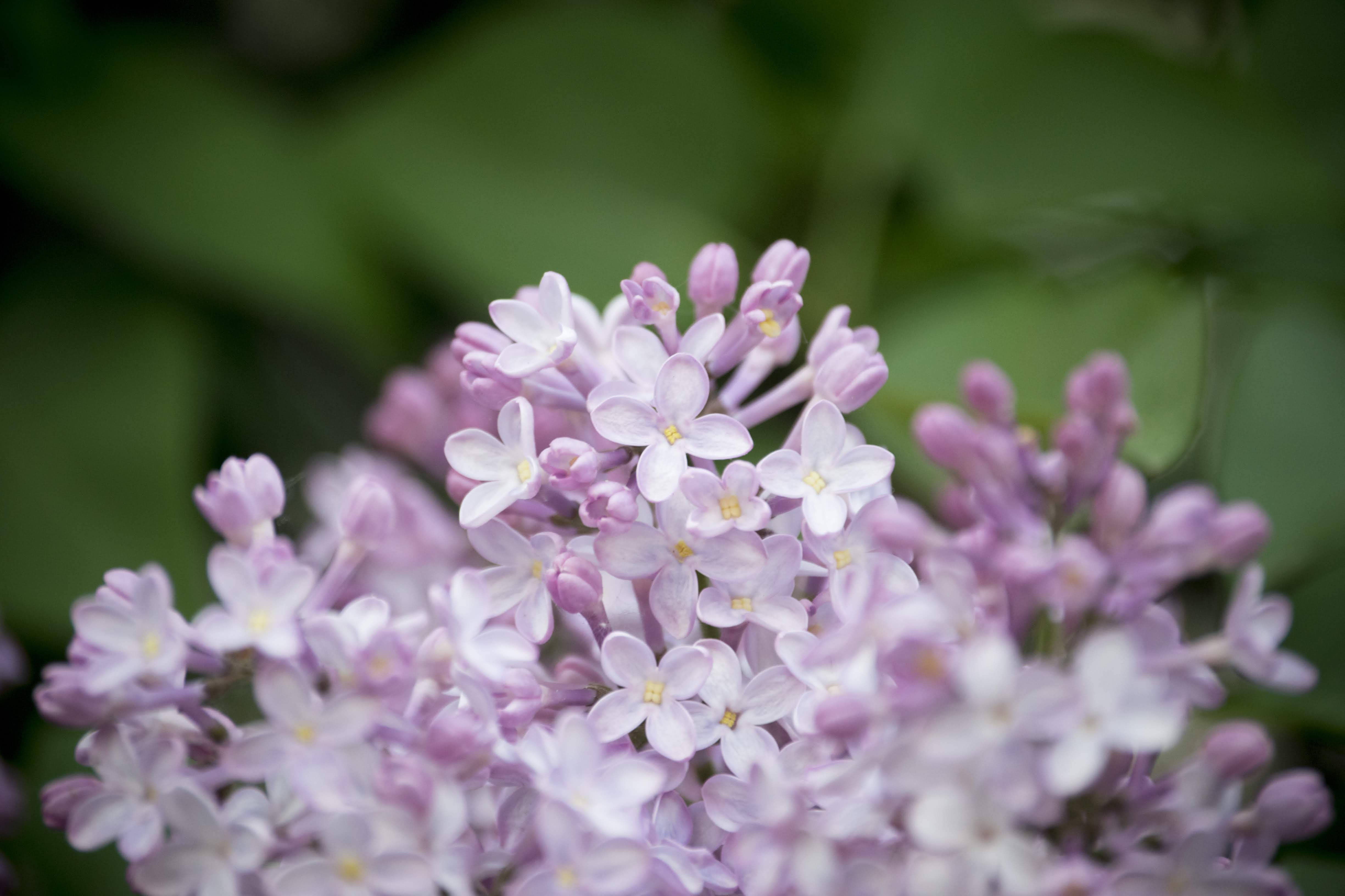 Lithuania 桌布 壁紙 — 近距離拍攝淡紫色丁香花，花心柔黃，背景模糊綠色。
