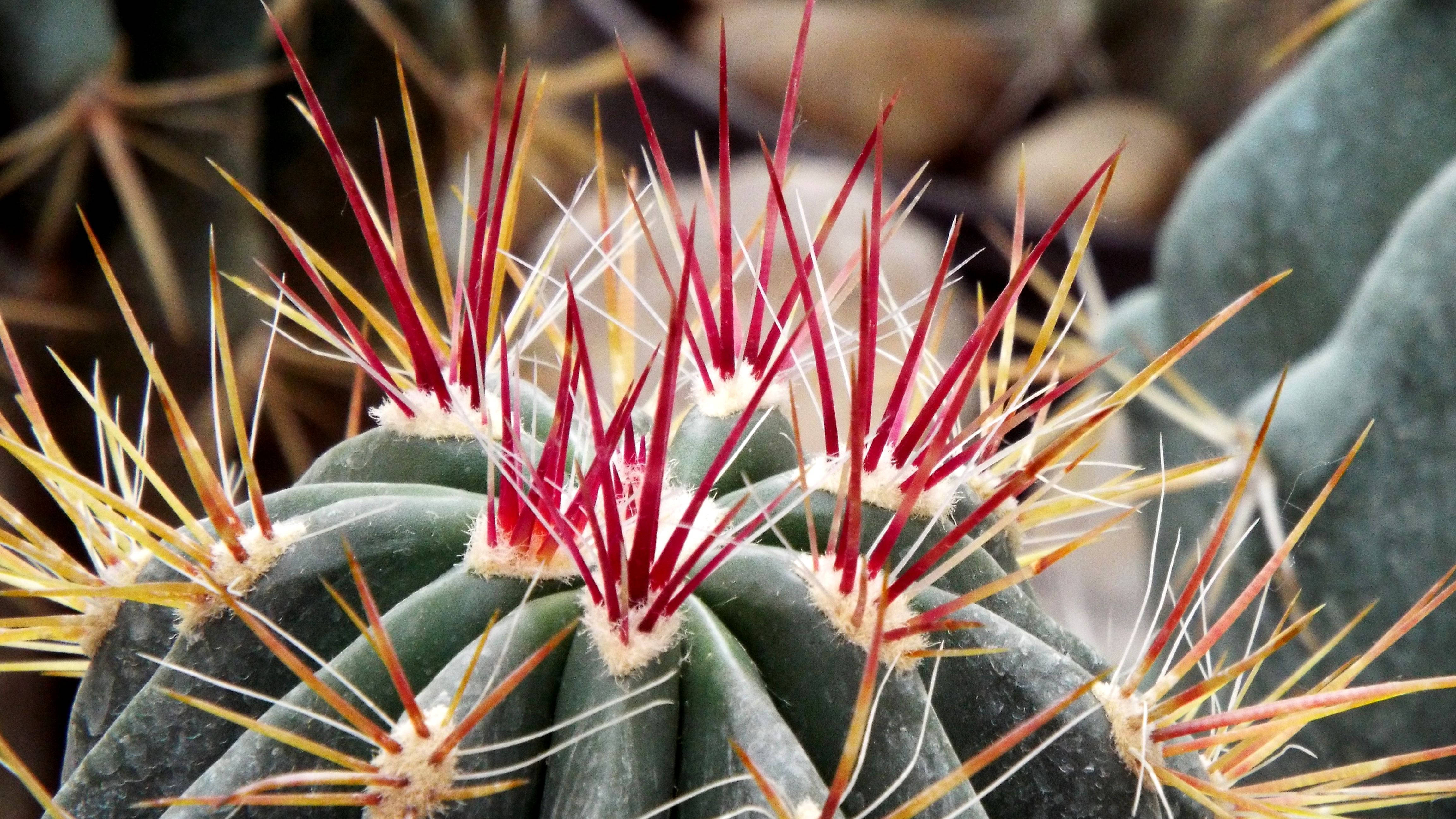 Cactus 桌布 壁紙 — 近距離拍攝的桶形仙人掌，有鮮紅色和黃色的刺，背景是模糊的沙漠。