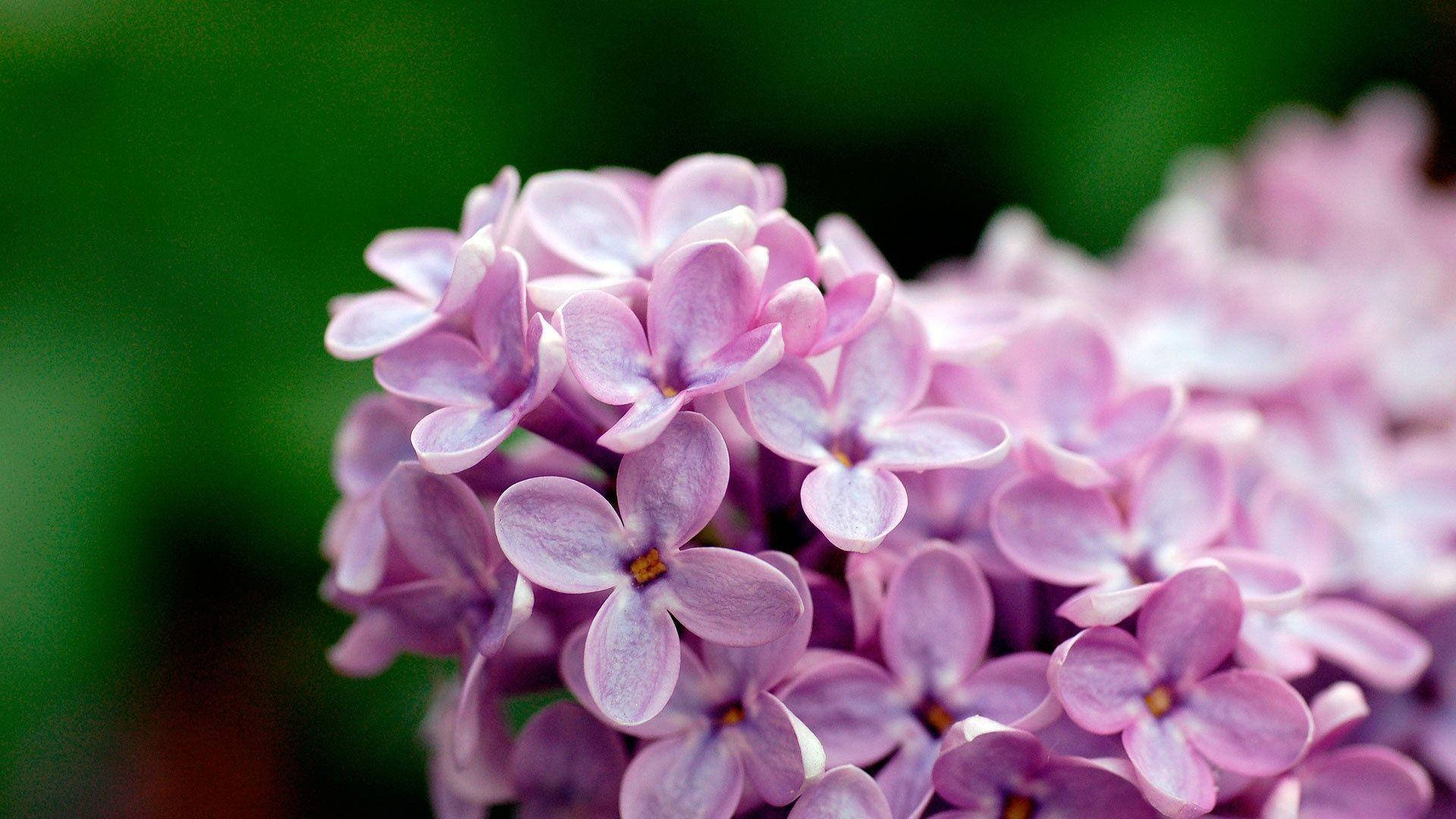 Purple Flower Laptop 桌布 壁紙 — 近距離拍攝的淡紫色丁香花，花瓣柔軟，背景為綠色模糊。