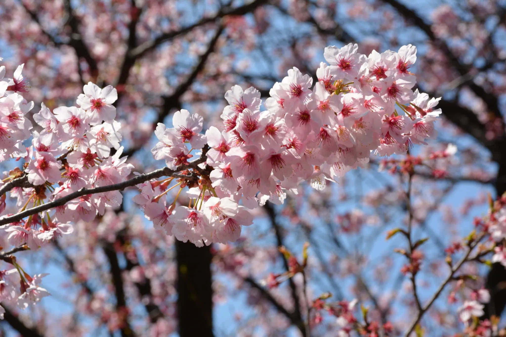 Sakura 桌布 壁紙 — 近距離拍攝的粉嫩櫻花，在深色樹枝上盛開，映襯著清澈的藍天。
