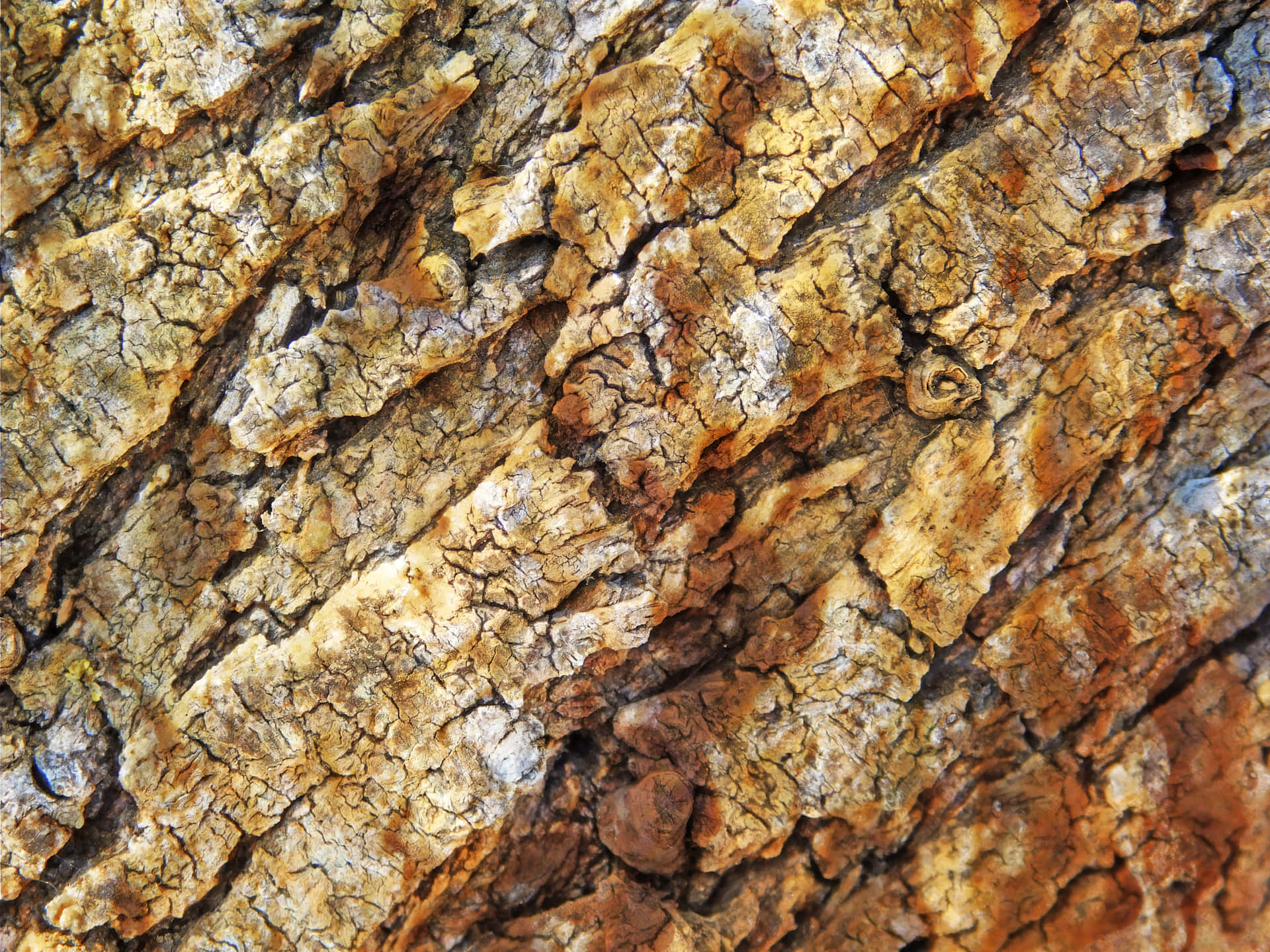 Stone texture 壁紙 — 近距離拍攝粗糙樹皮，帶有深裂紋和紋理脊線，呈現大地色調。