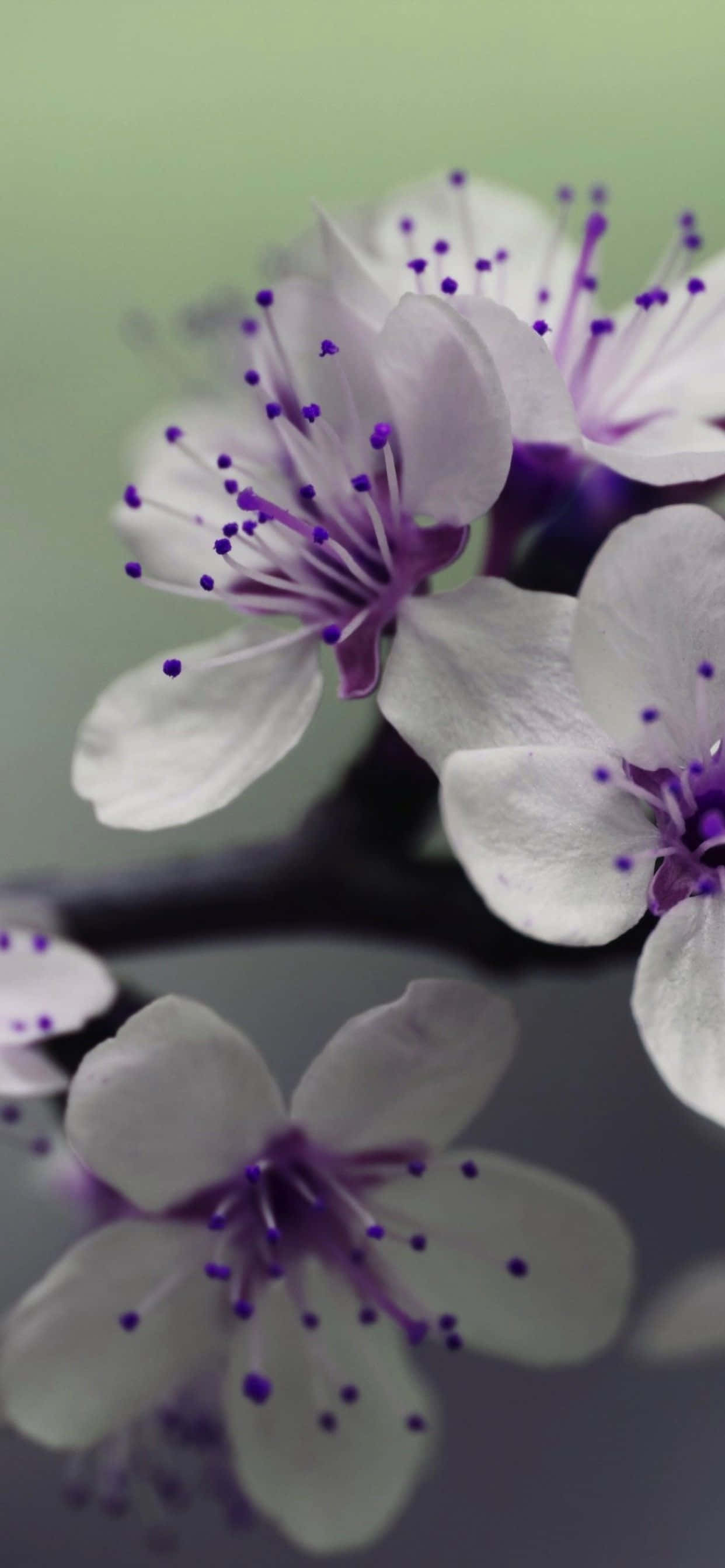 花 iPhone 桌布 壁紙 — 近距離拍攝精緻的白色櫻花，帶有紫色雄蕊，倒映在平靜的水面上，背景為柔和的綠色。