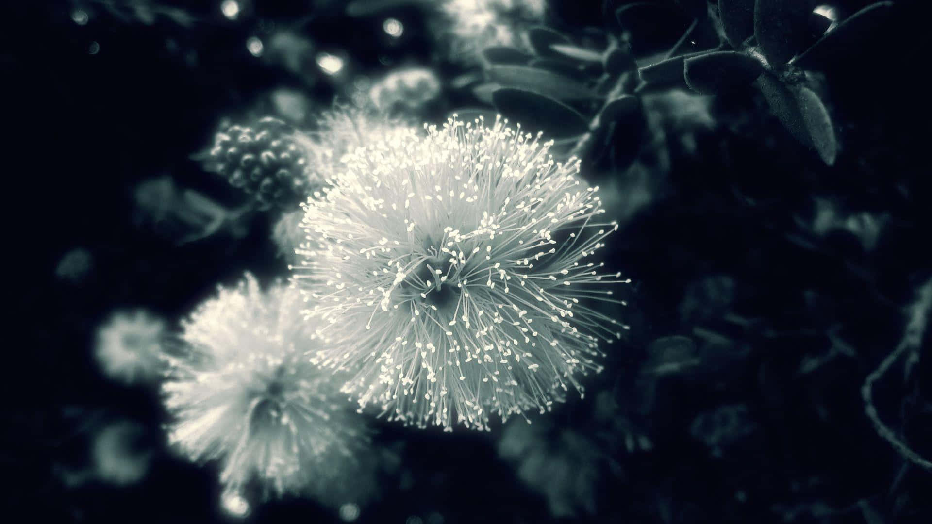 Dandelion 桌布 壁紙 — 近距離拍攝精緻的白色絨毛花朵，在黑暗模糊的背景上柔和發光。
