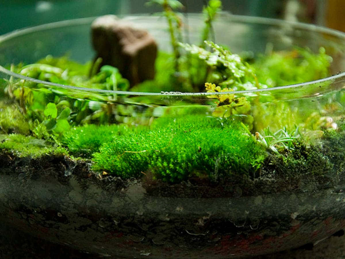 Green Moss 桌布 壁紙 — 近距離拍攝茂密綠色苔蘚和小型植物在透明玻璃生態瓶內茁壯生長，底部為深色。