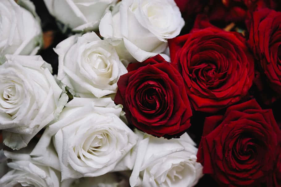 Rose Aesthetic 桌布 壁紙 — 近距離拍攝茂盛的白玫瑰和深紅玫瑰交織在豐富紋理的花藝佈置中。