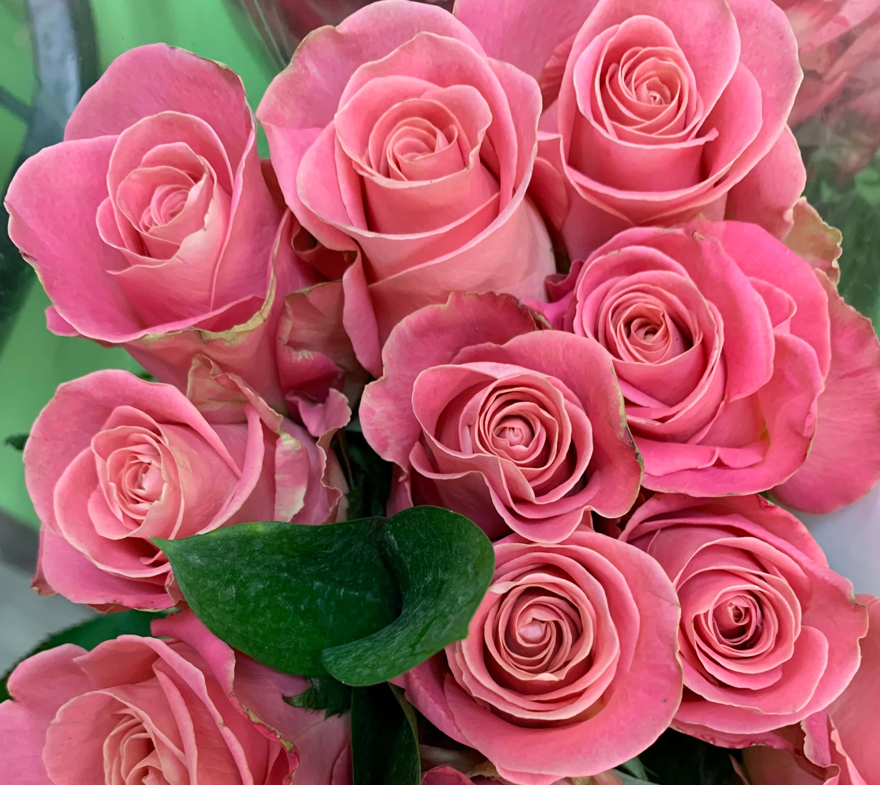 Rose Flower 桌布 壁紙 — 近距離拍攝茂盛的粉紅玫瑰，帶有天鵝絨般的花瓣和一片增添對比的綠葉。